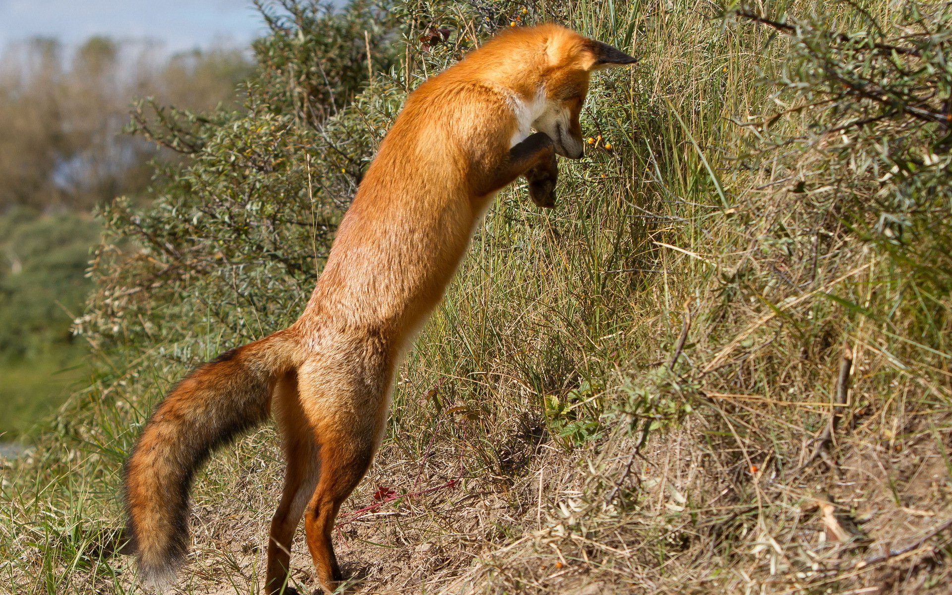 renard nature fond