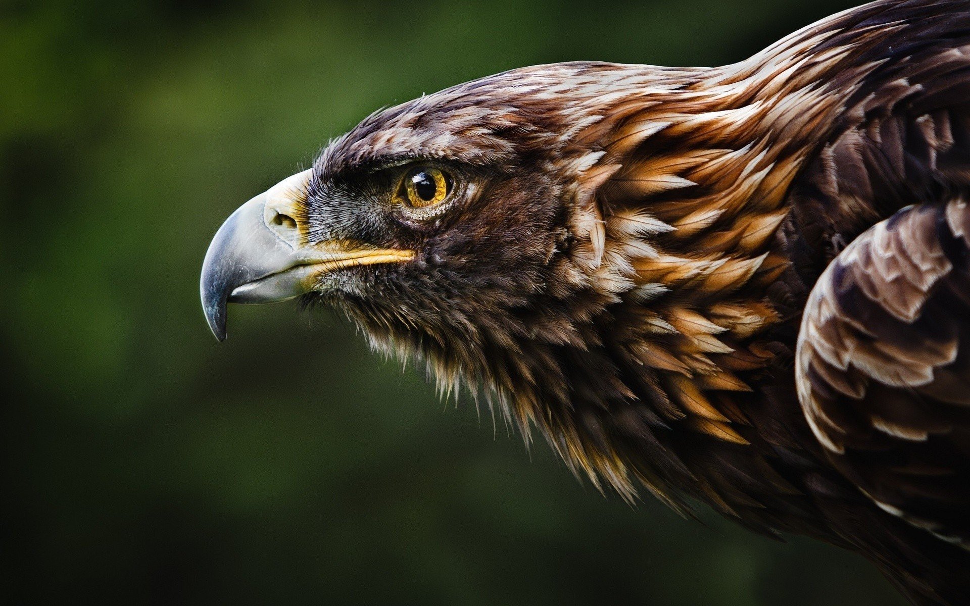 uccello aquila testa animale sfondi