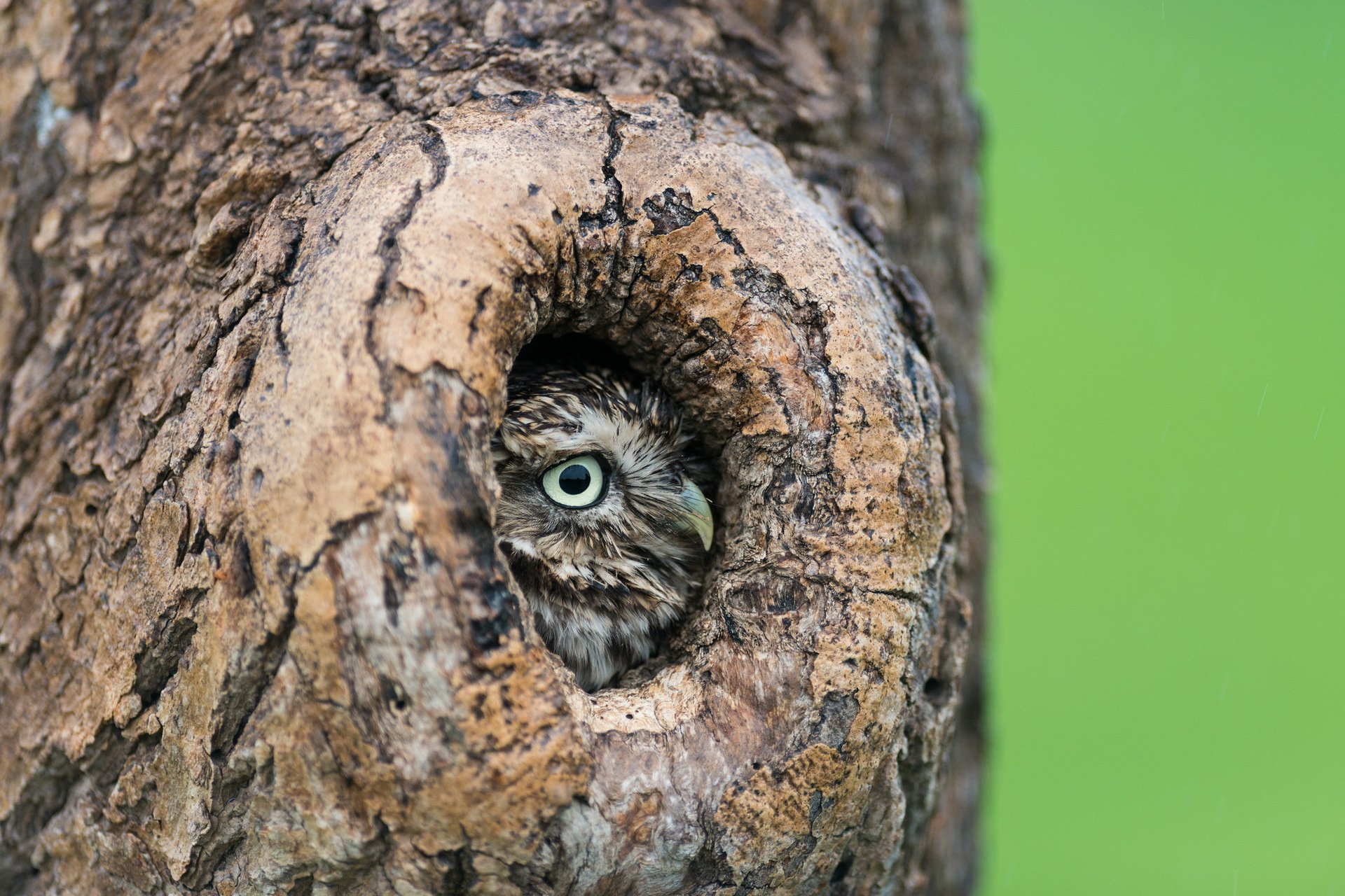 hibou arbre creux