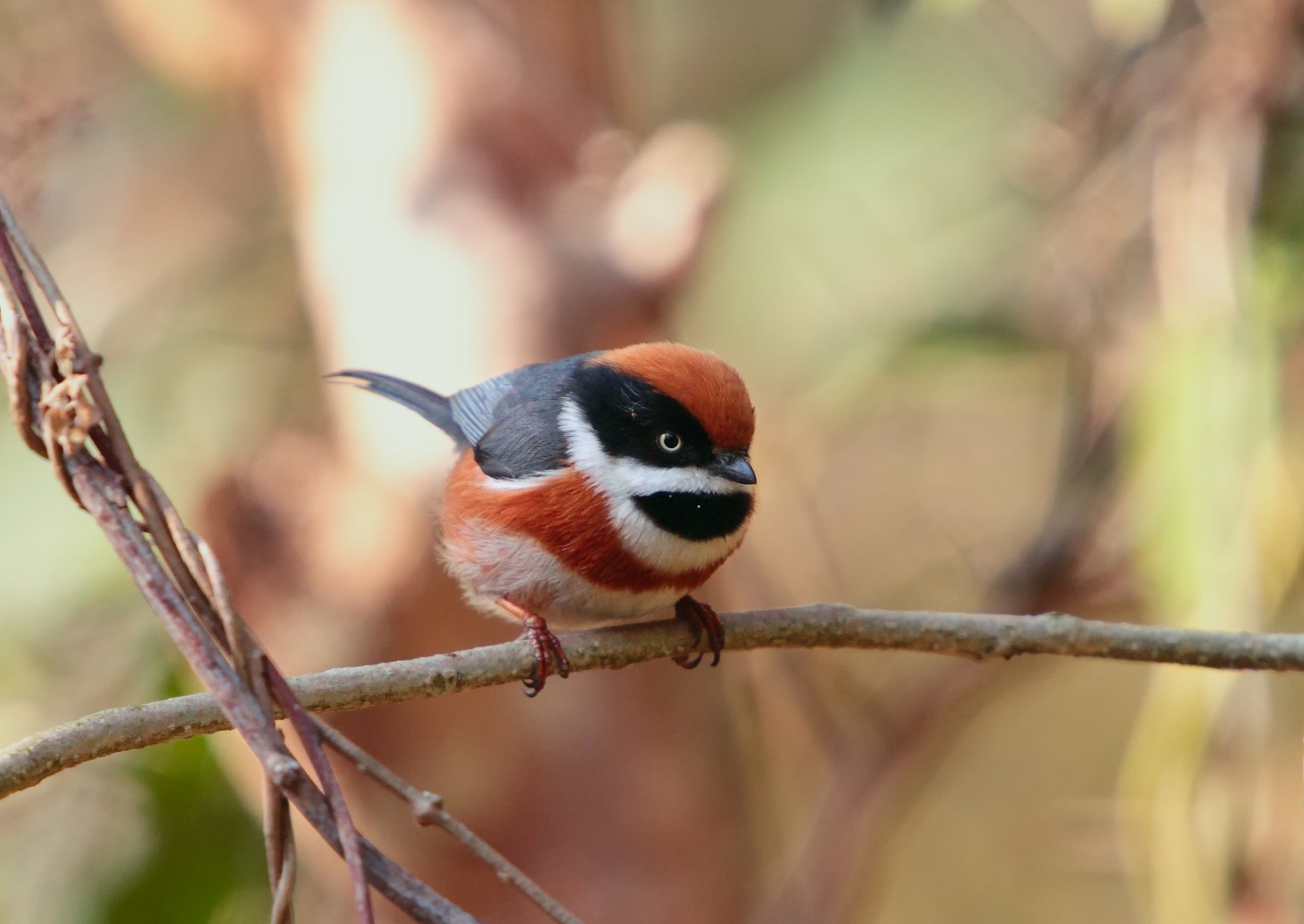 barbary long-tailed tit small songbird