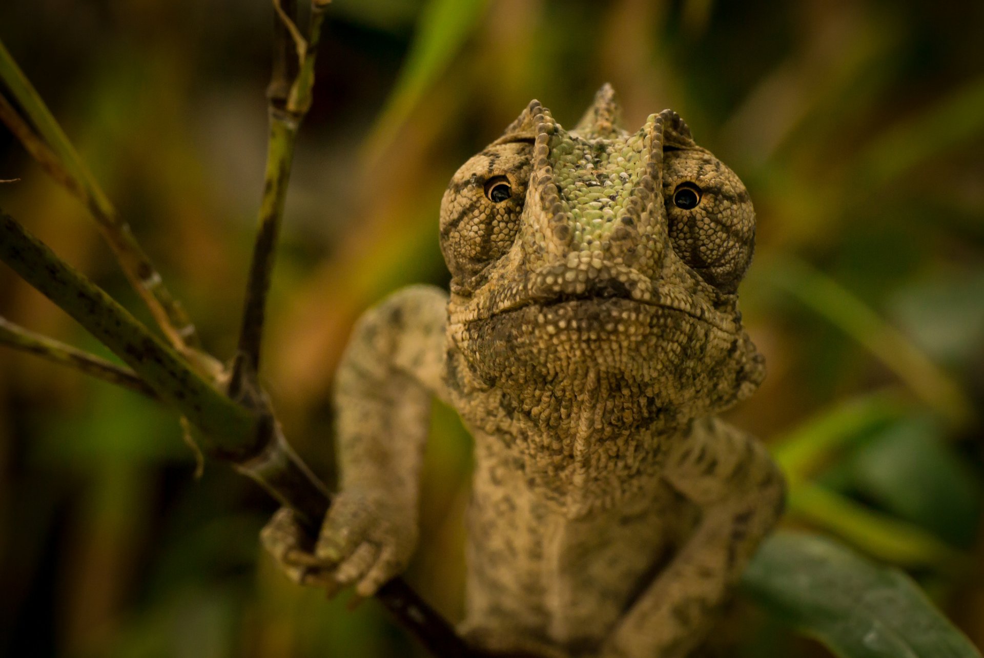 lézard caméléon yeux branche