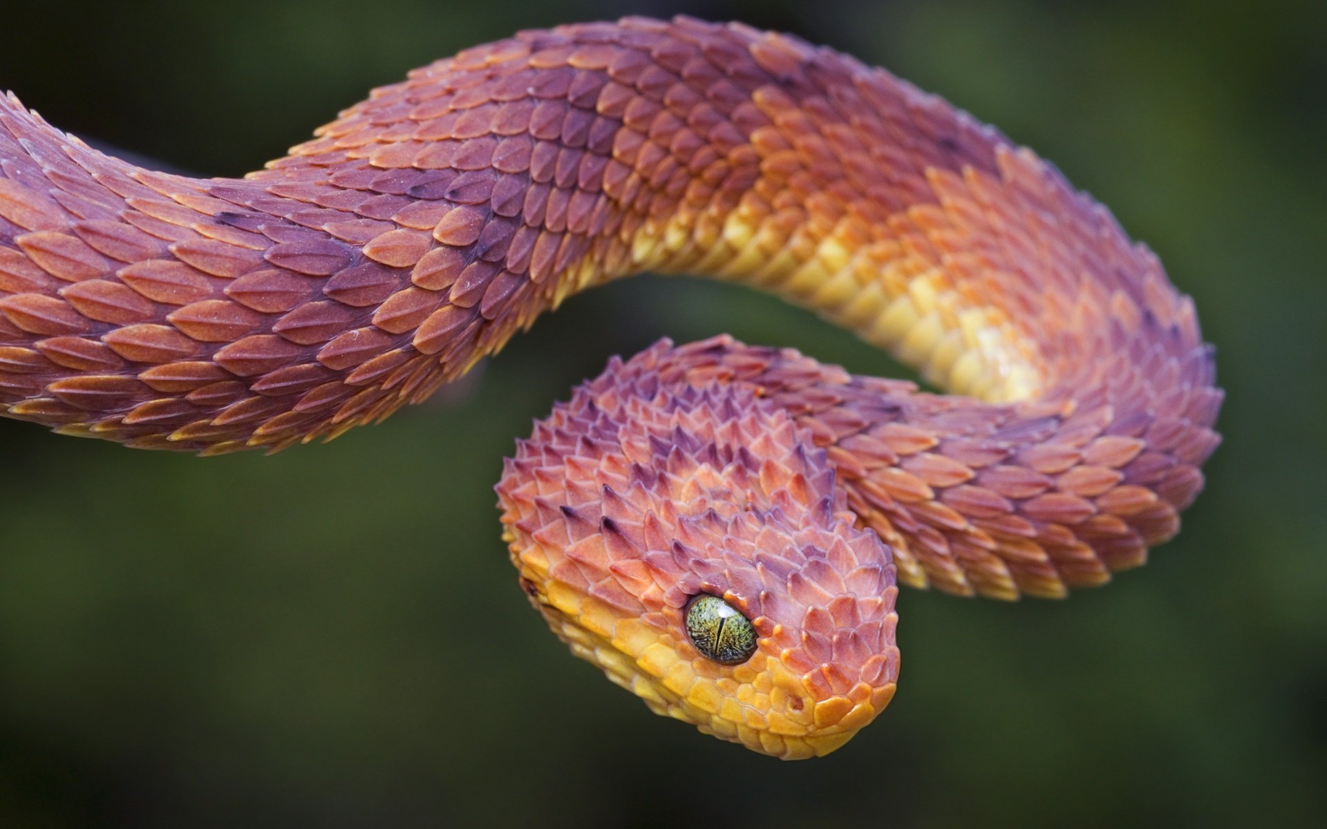 tree viper snake scale