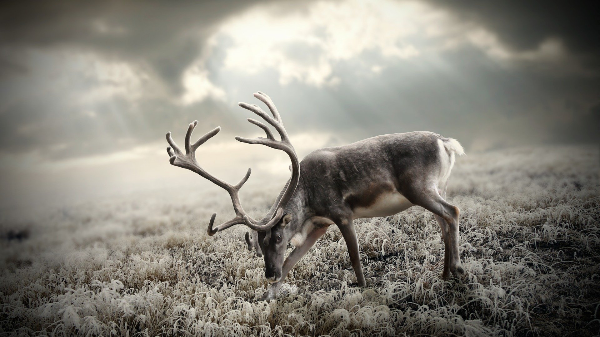 tundra jeleń poroże trawa szron niebo słońce