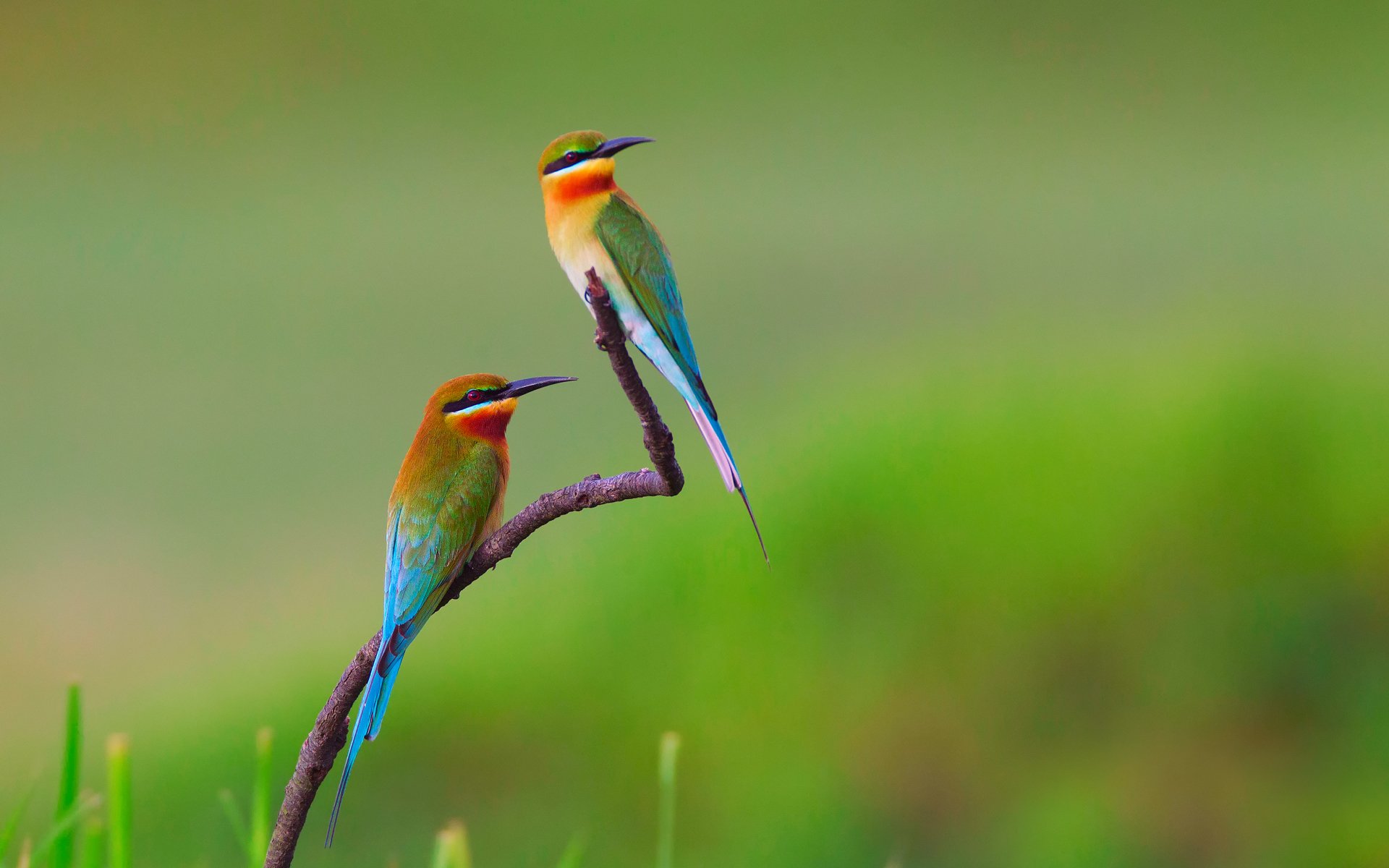 aves comedores de abejas ojos dorados rama