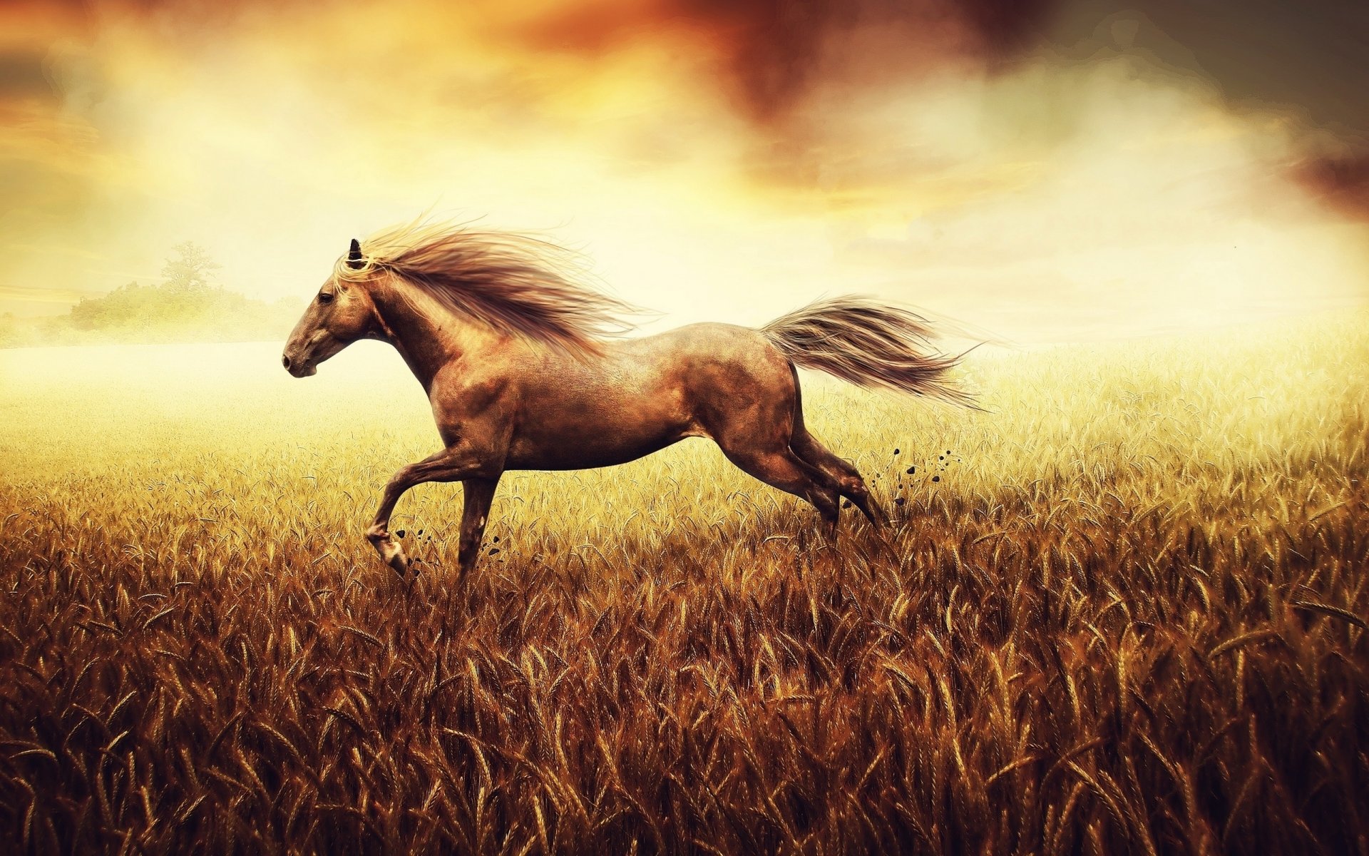 horse the field running nature gra