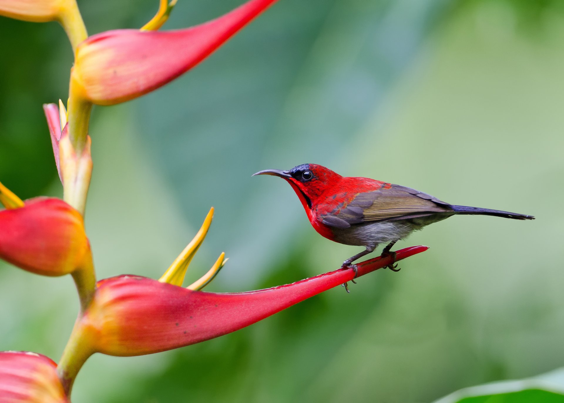 nettario dalla coda appuntita dal dorso giallo uccello fiore andy_lyt fotografia