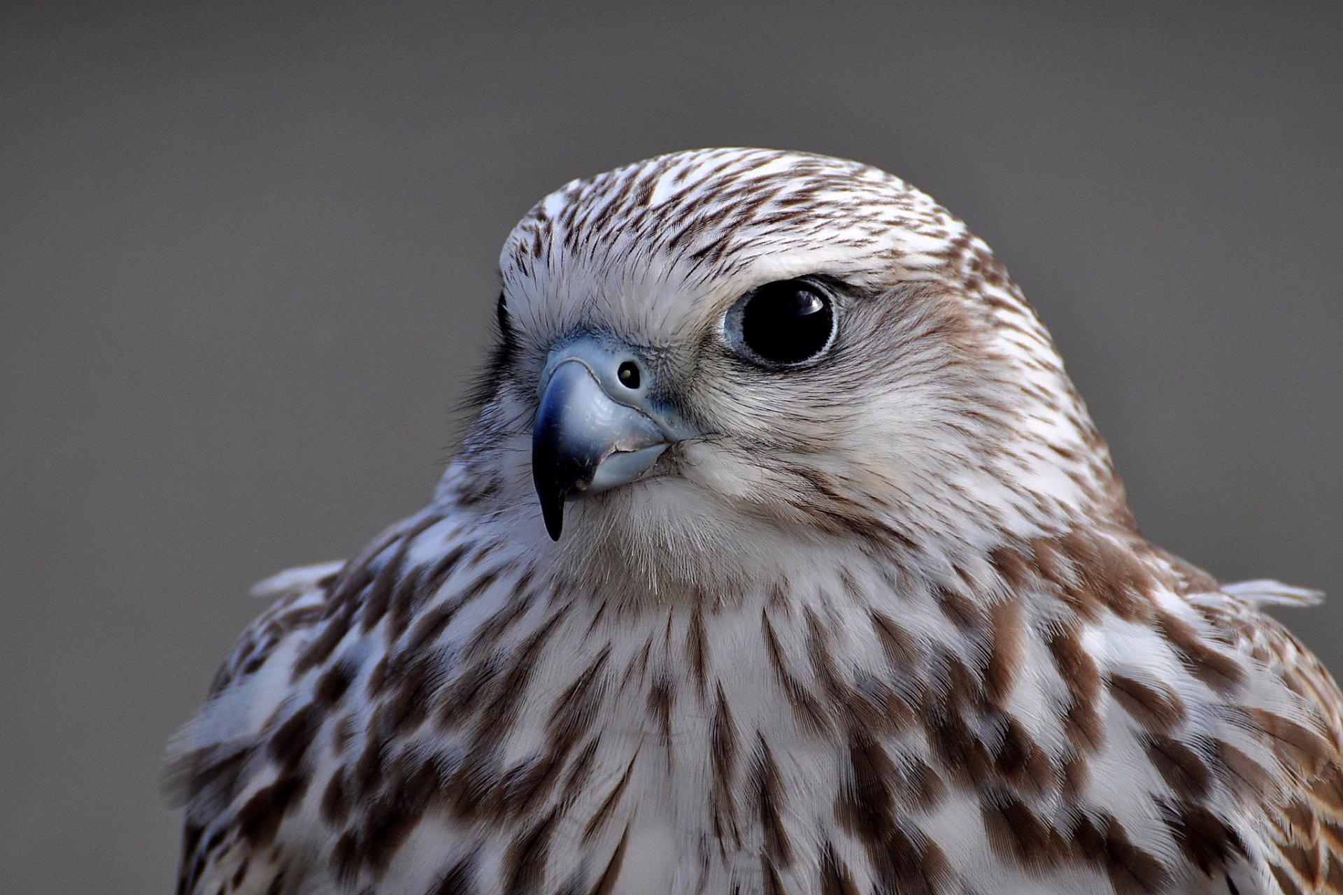 faucon oiseau portrait vue gris fond