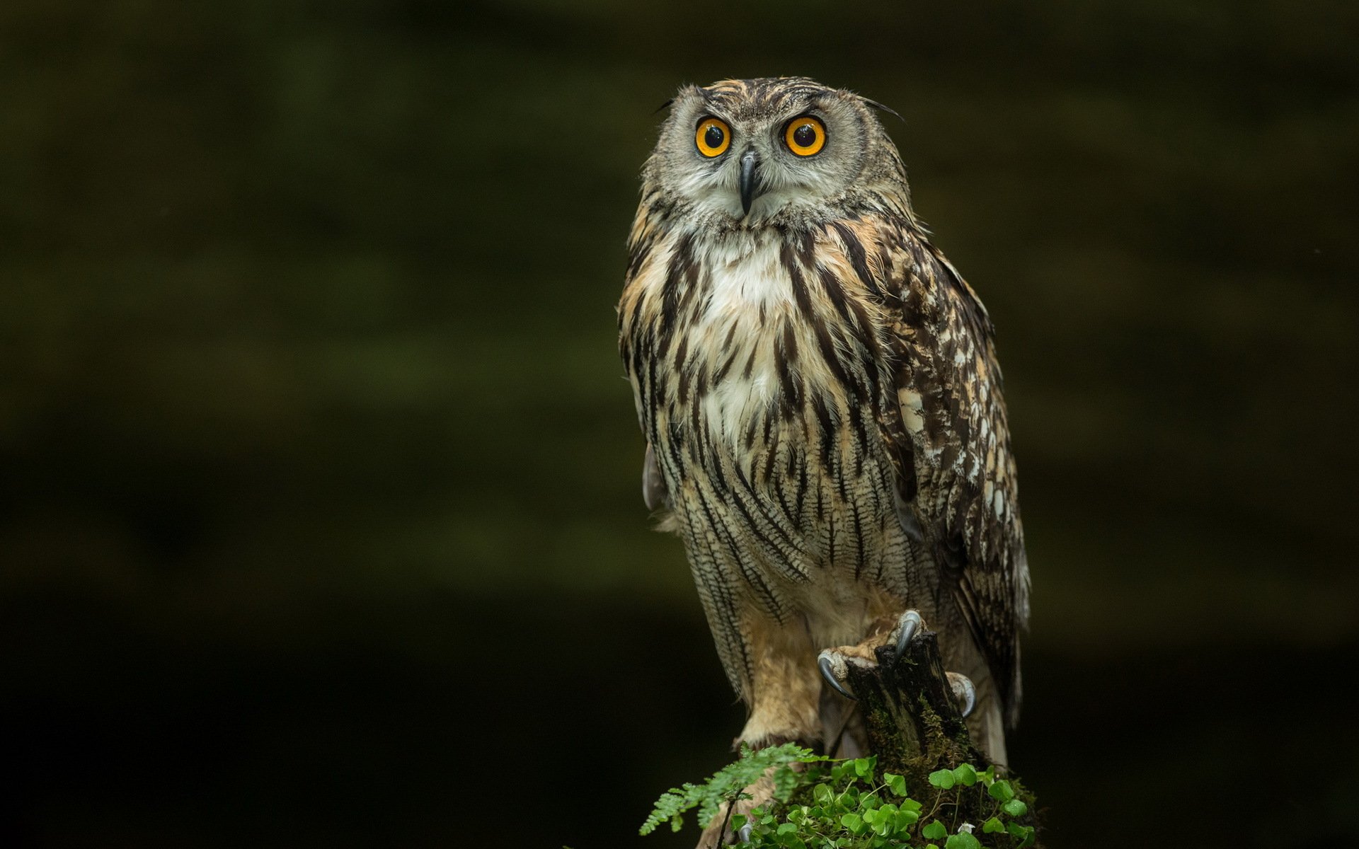 uccello gufo natura