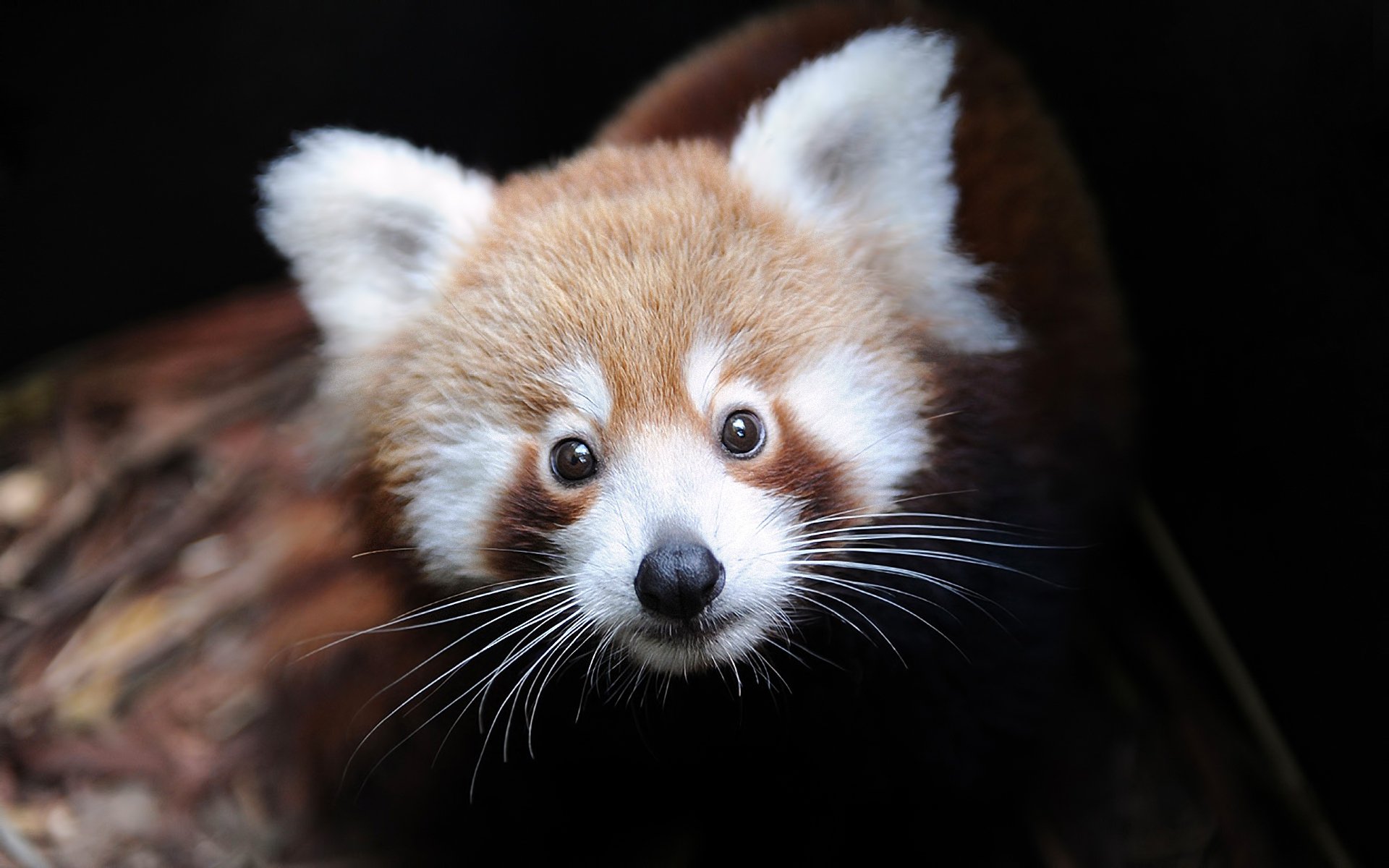 firefox ailurus fulgens mała panda