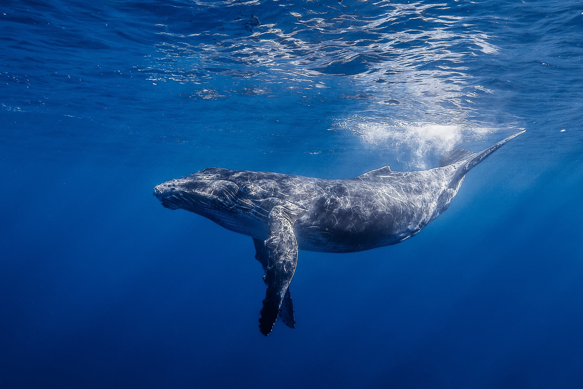 humbak humbak wieloryb długoręki ocean woda światło réunion underwater photography