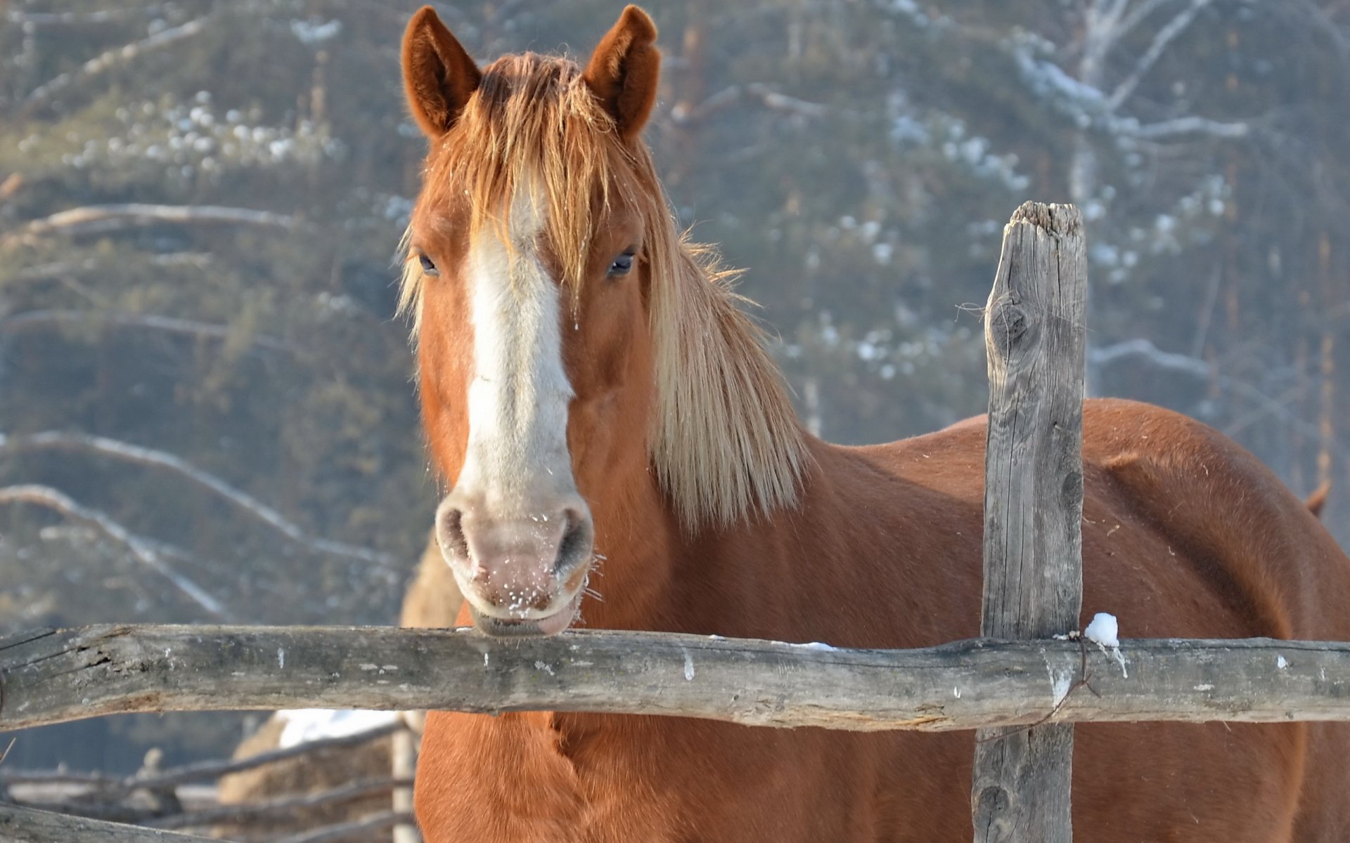 pferd zaun natur