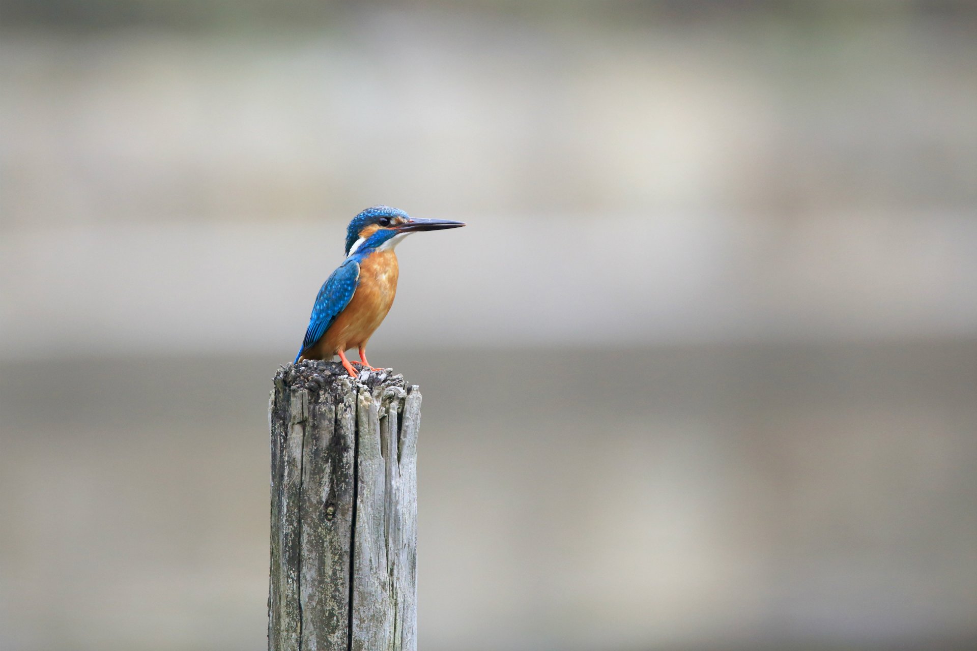 poultry common kingfisher rybalochka kingfisher alcedo atthi