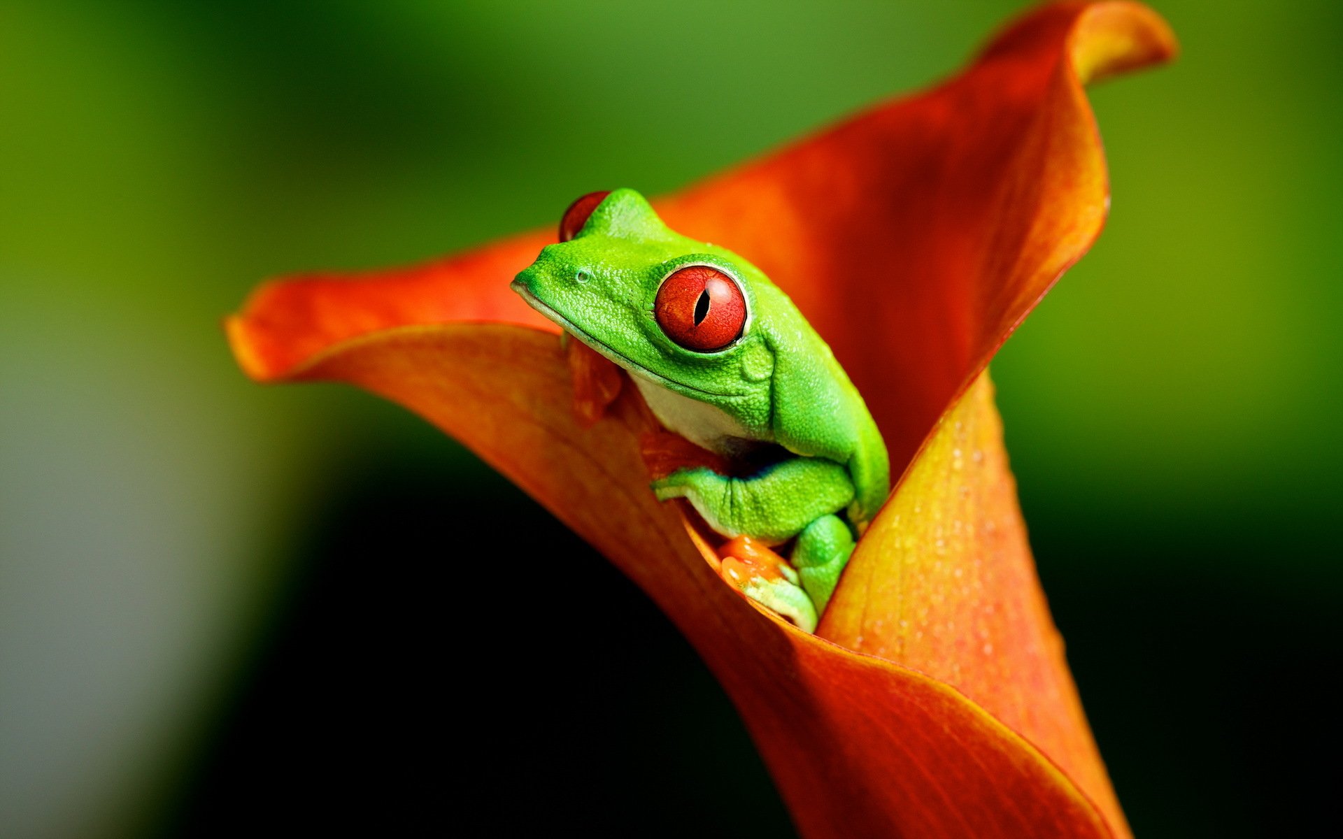 rana flor naturaleza