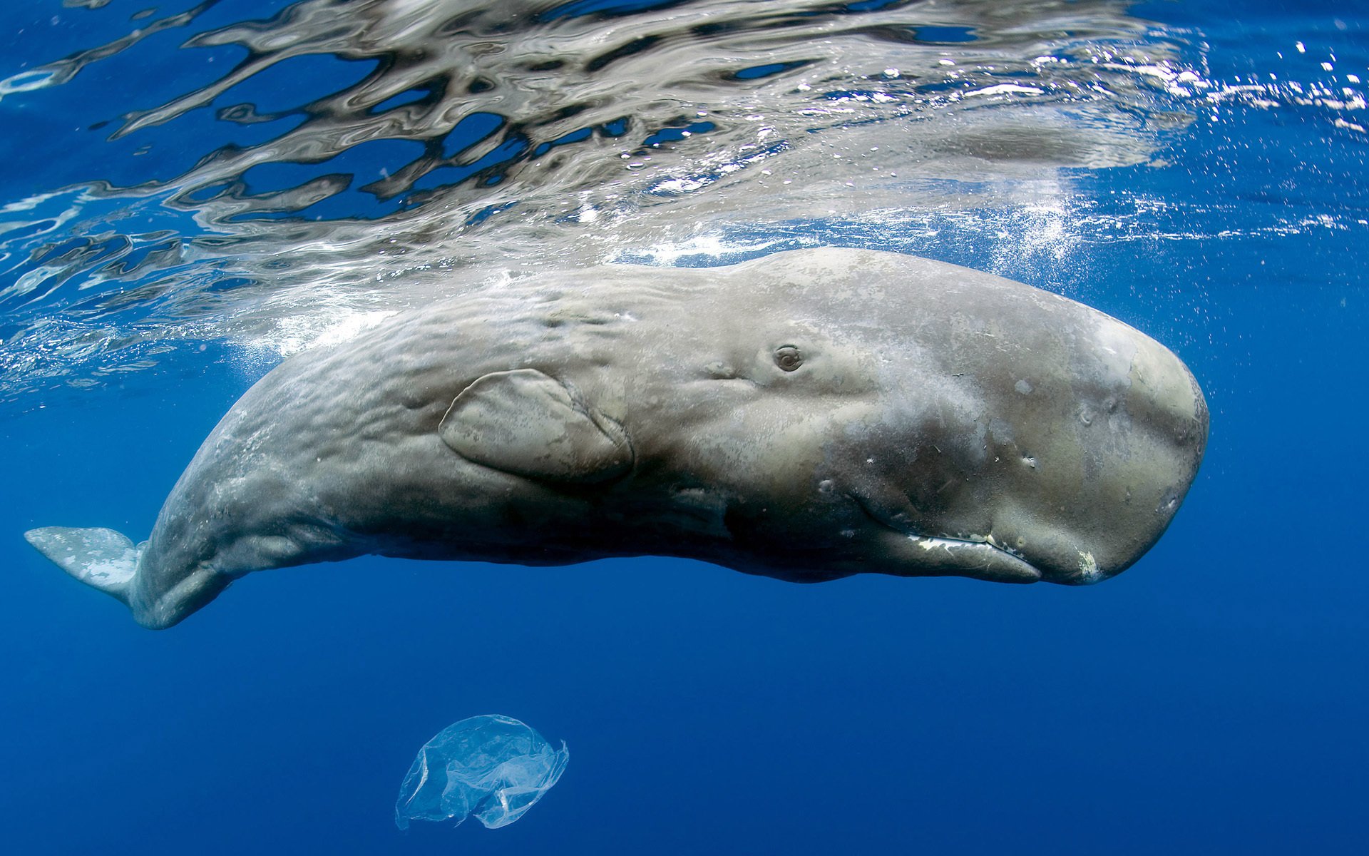 cachalote gigante tamaño tronco océano superficie burbujas transparente medusa