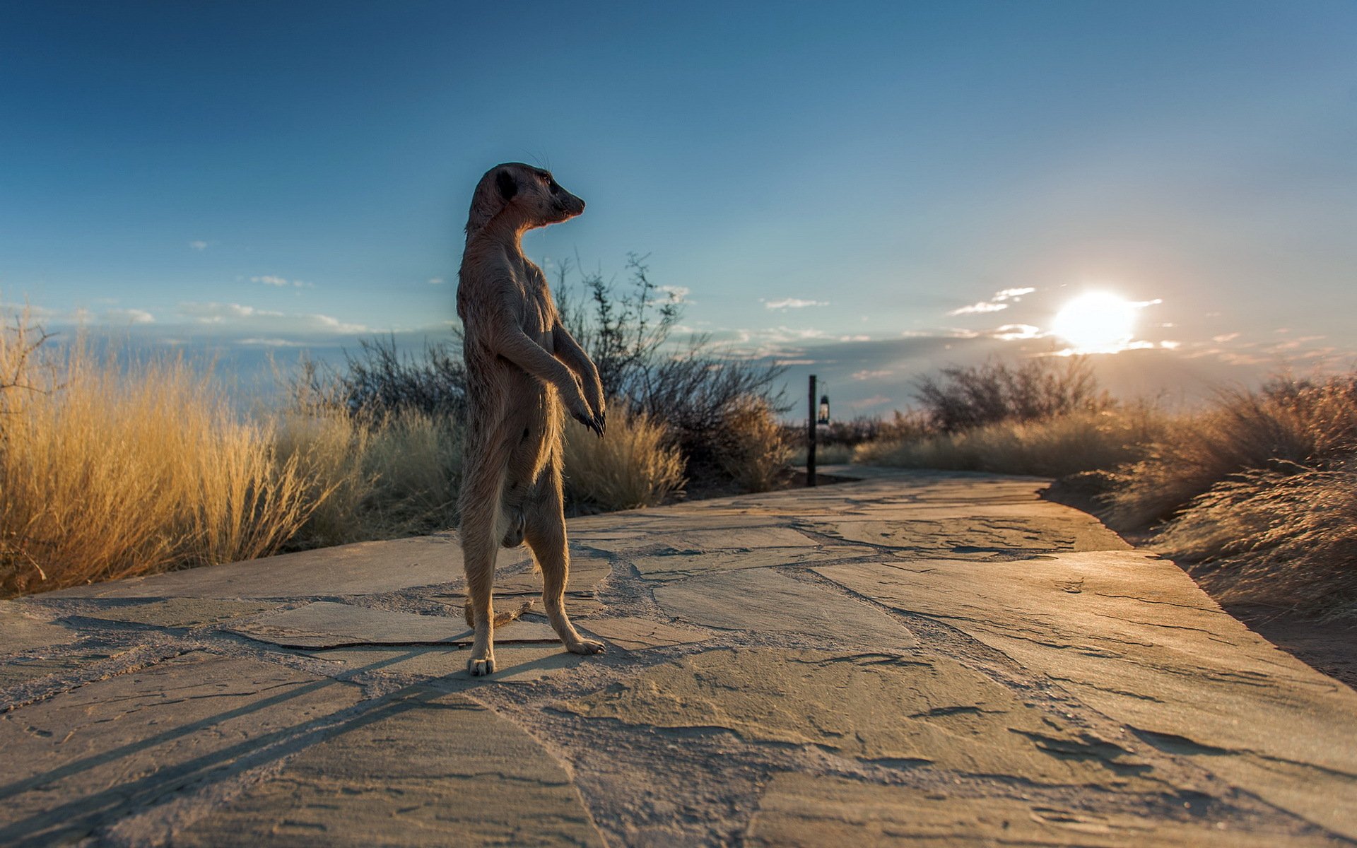 meerkat natura africa