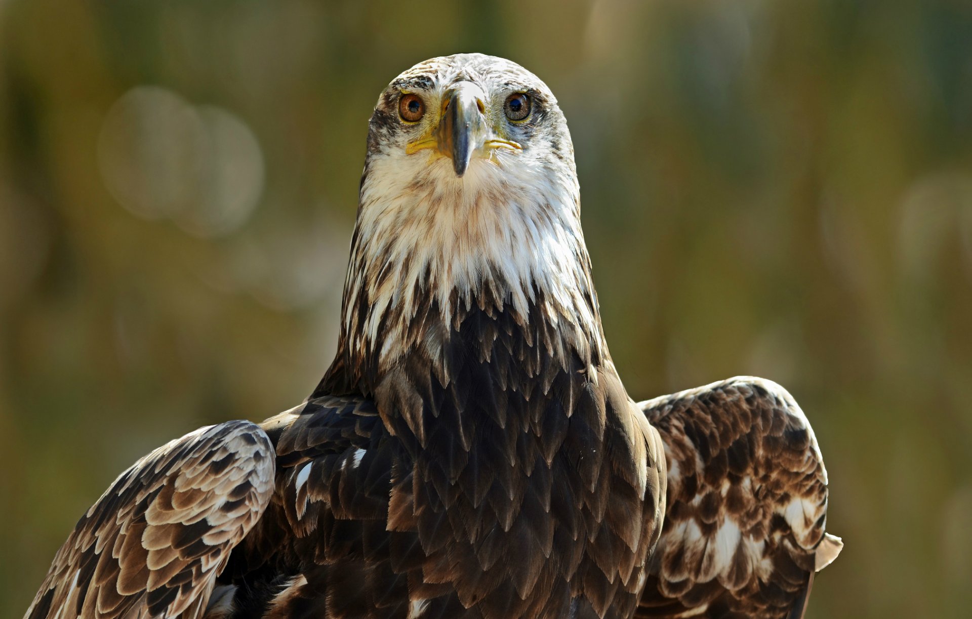 águila pájaro vista retrato