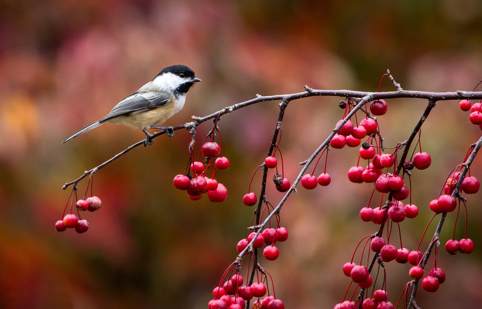 poultry bird tit titmouse branch berries autumn john clay photography