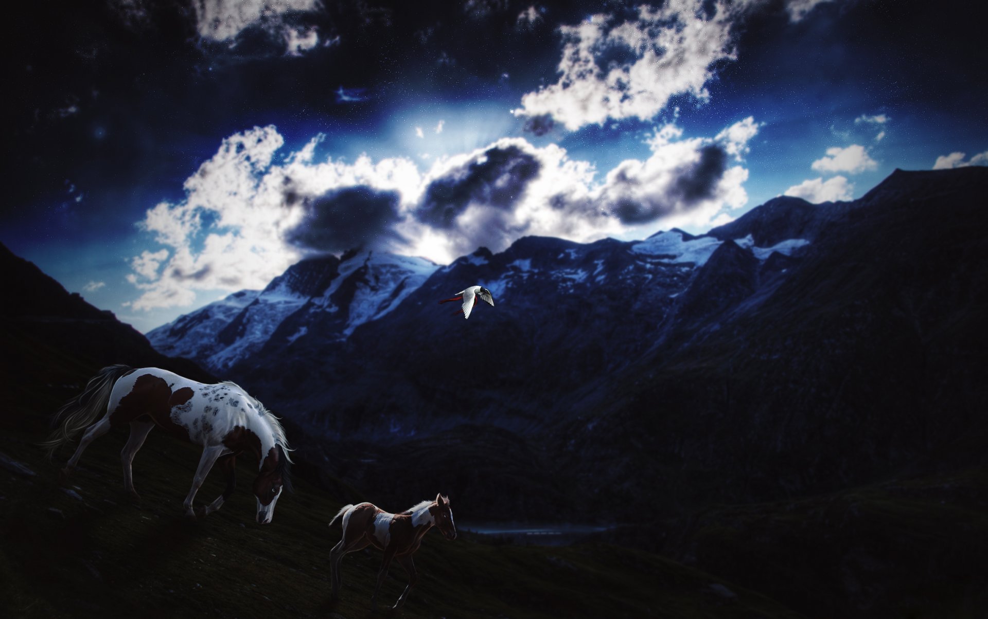 horse foal poultry sky star clouds night twilight mountain snow