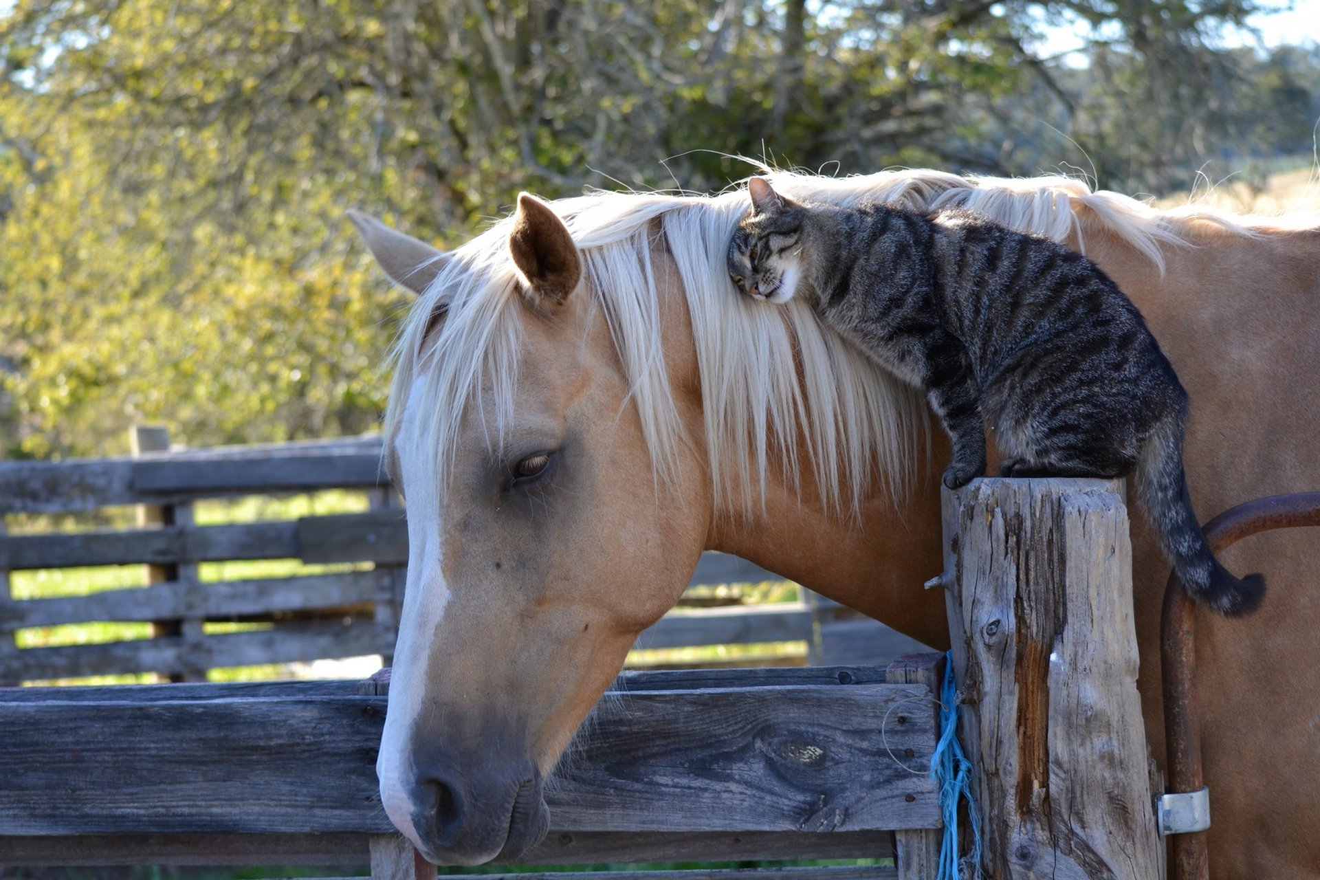 caballo caballo gato gato amistad