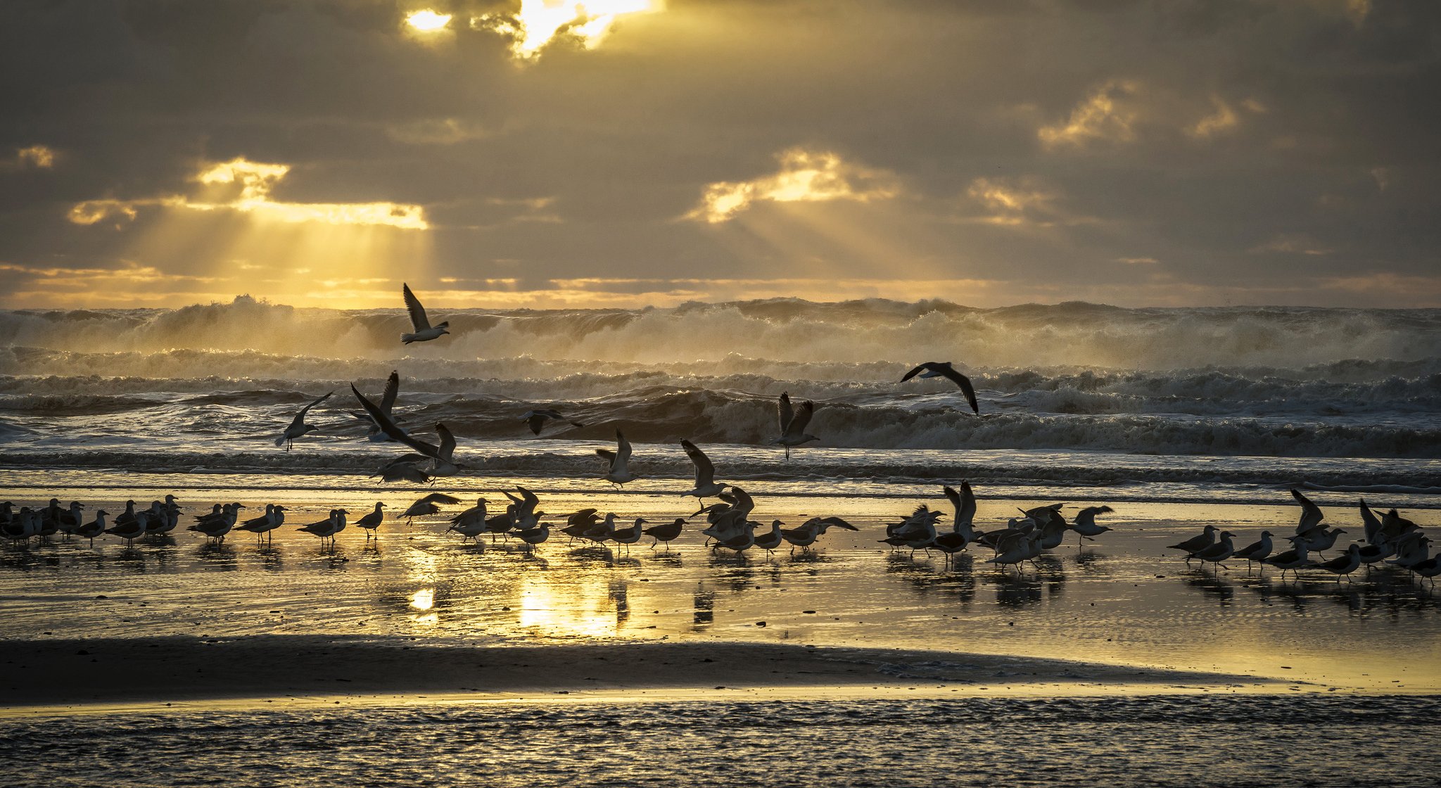 birds seagulls sea shore beach waves sky rays light