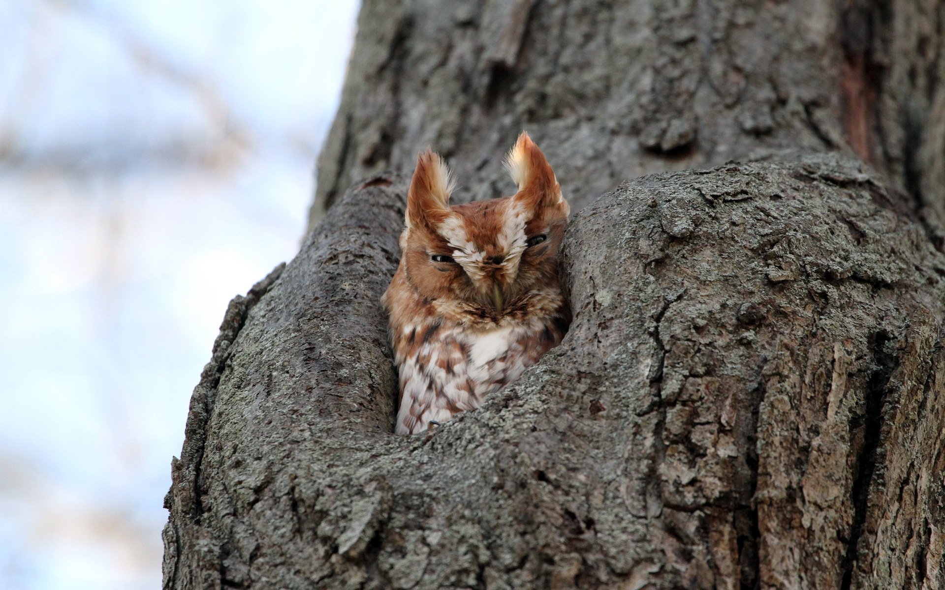 owl tree nature