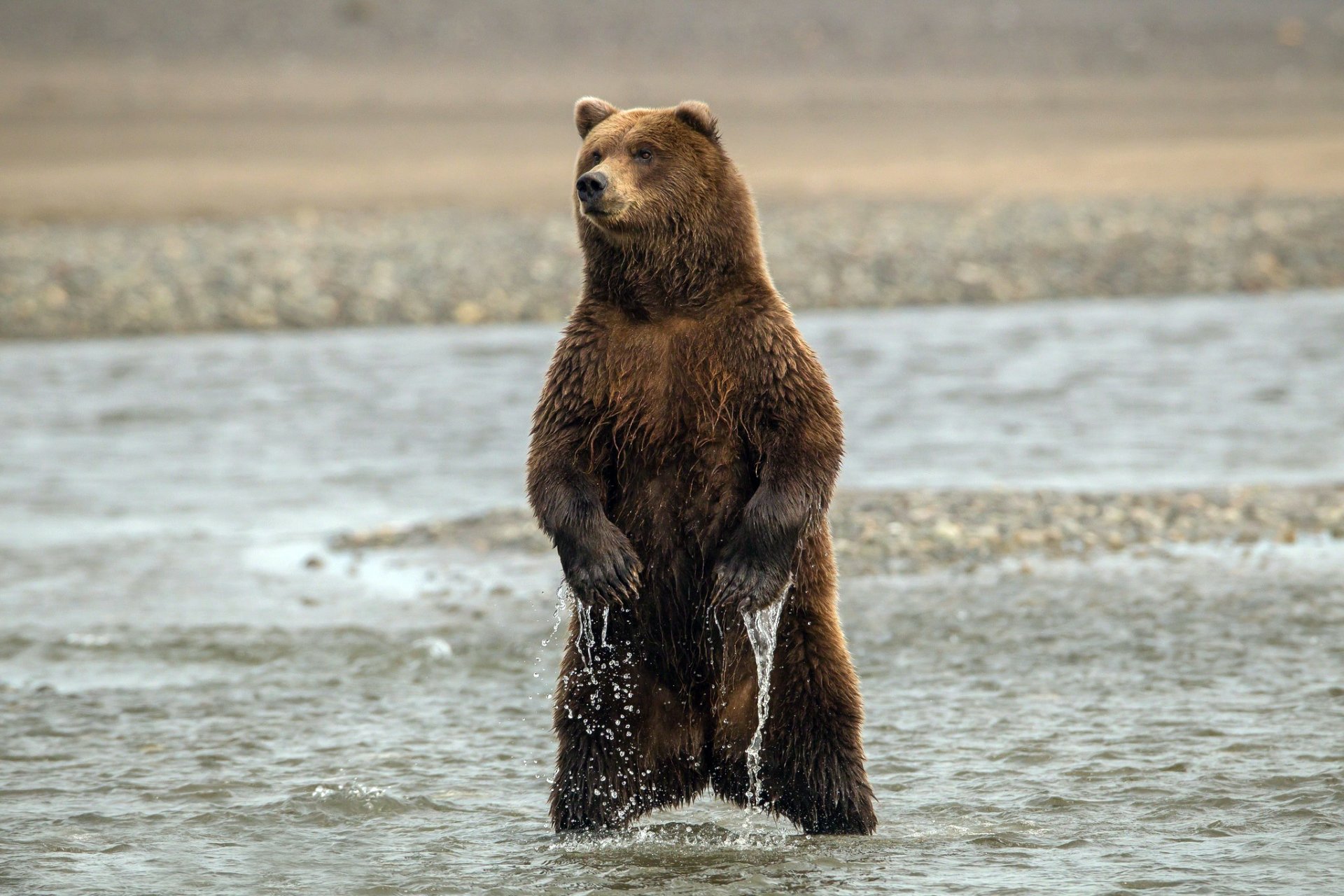 bär pfoten krallen wasser stehen