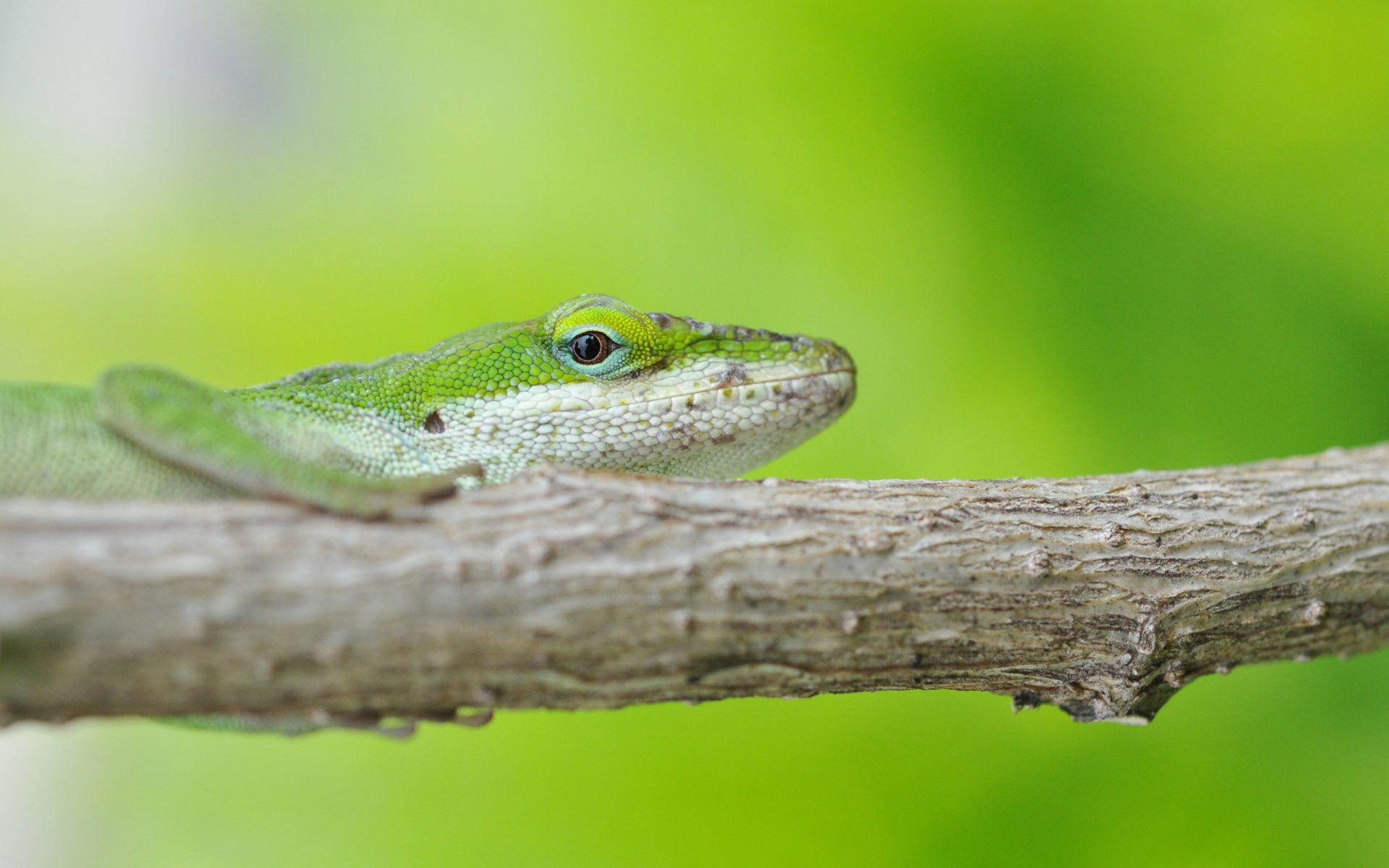 lézard branche fond vert