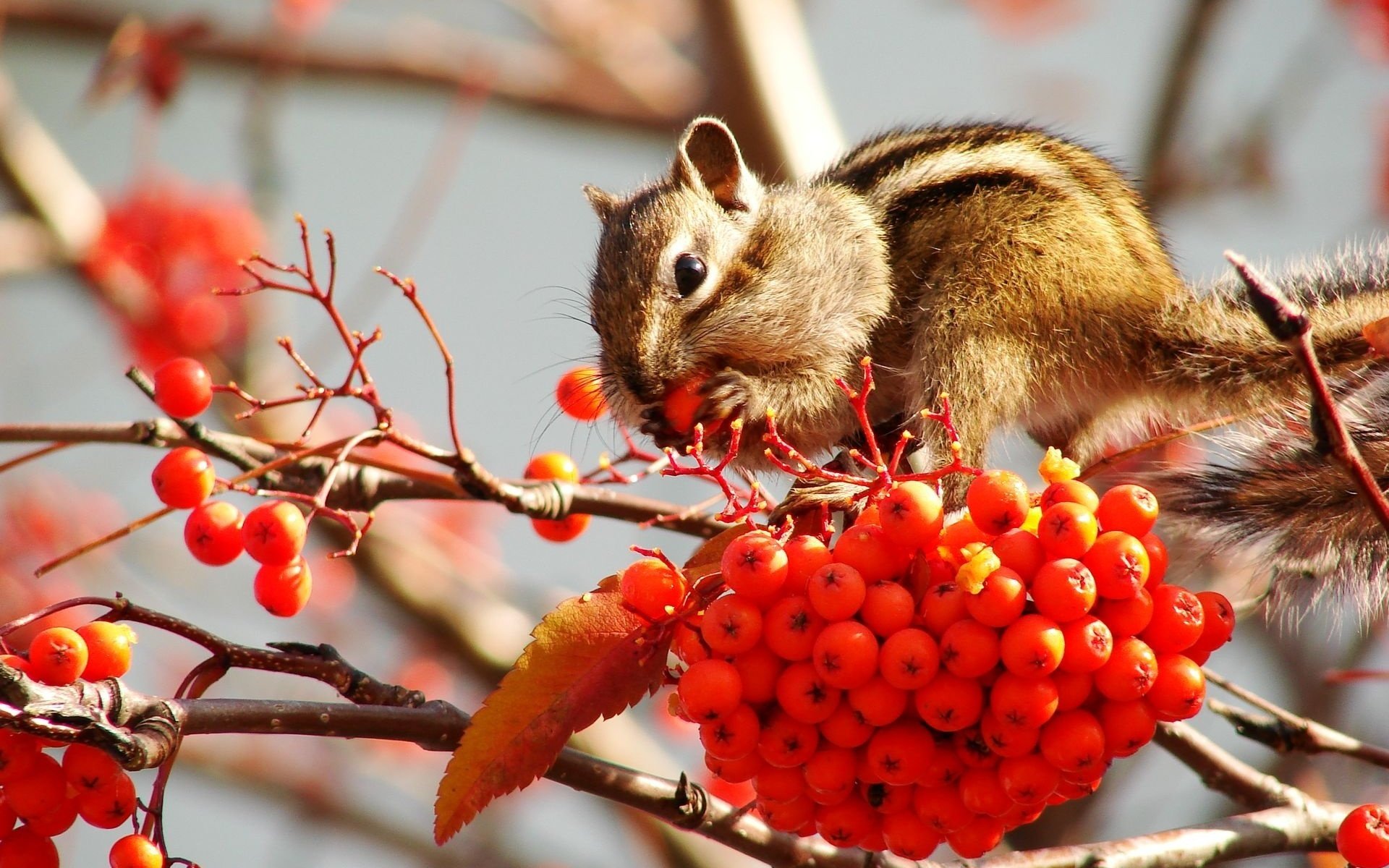 eberesche beeren streifenhörnchen früchte vorräte