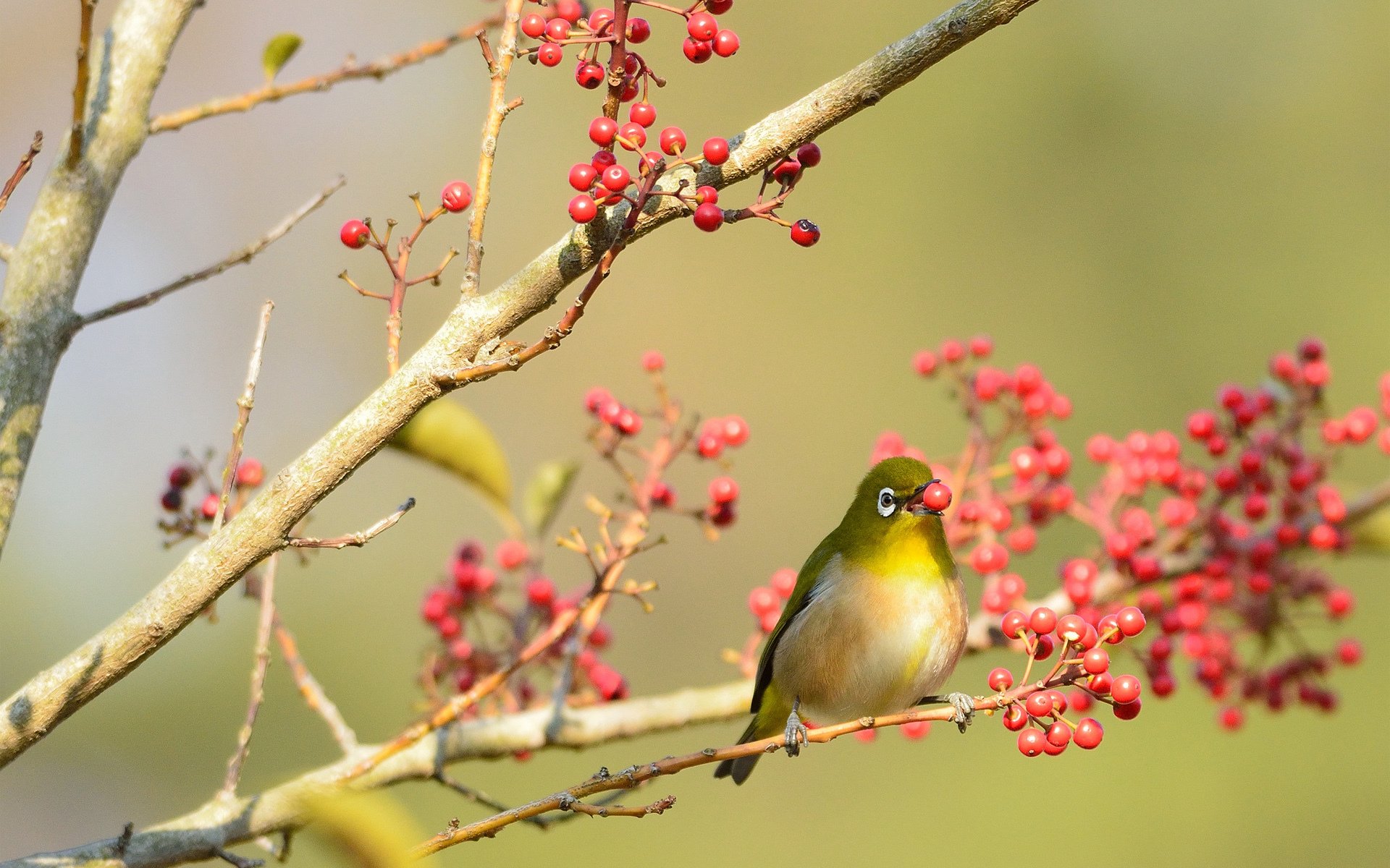 oiseau arbre plumage branches baies rouge