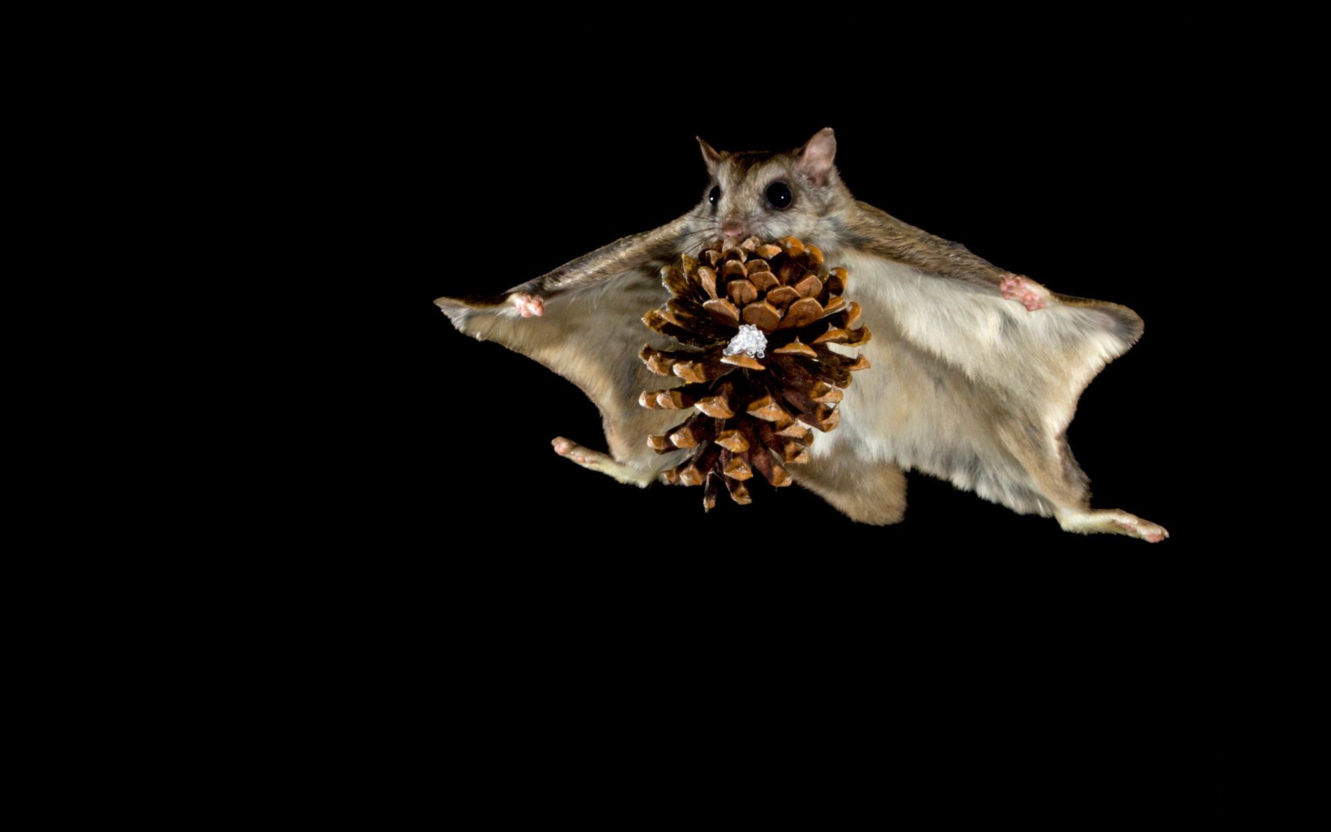 ardilla voladora noche vuelo bulto