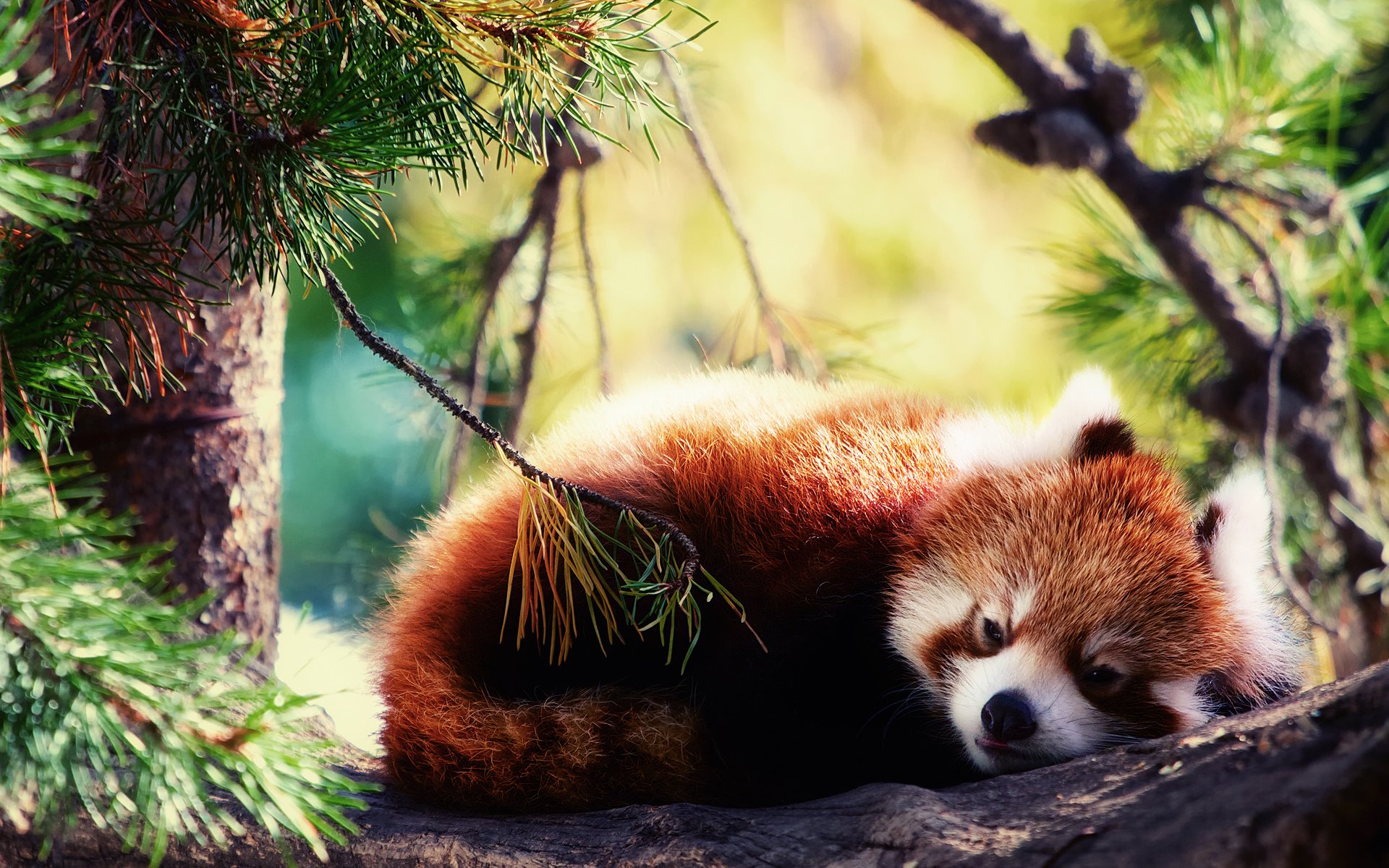 panda rosso firefox addormentato