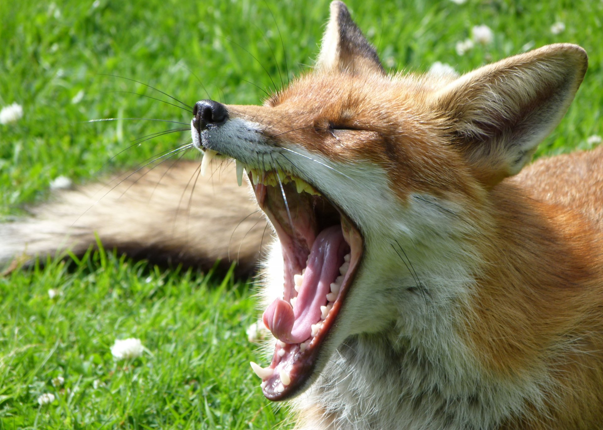 fox yawns fall grass turf green