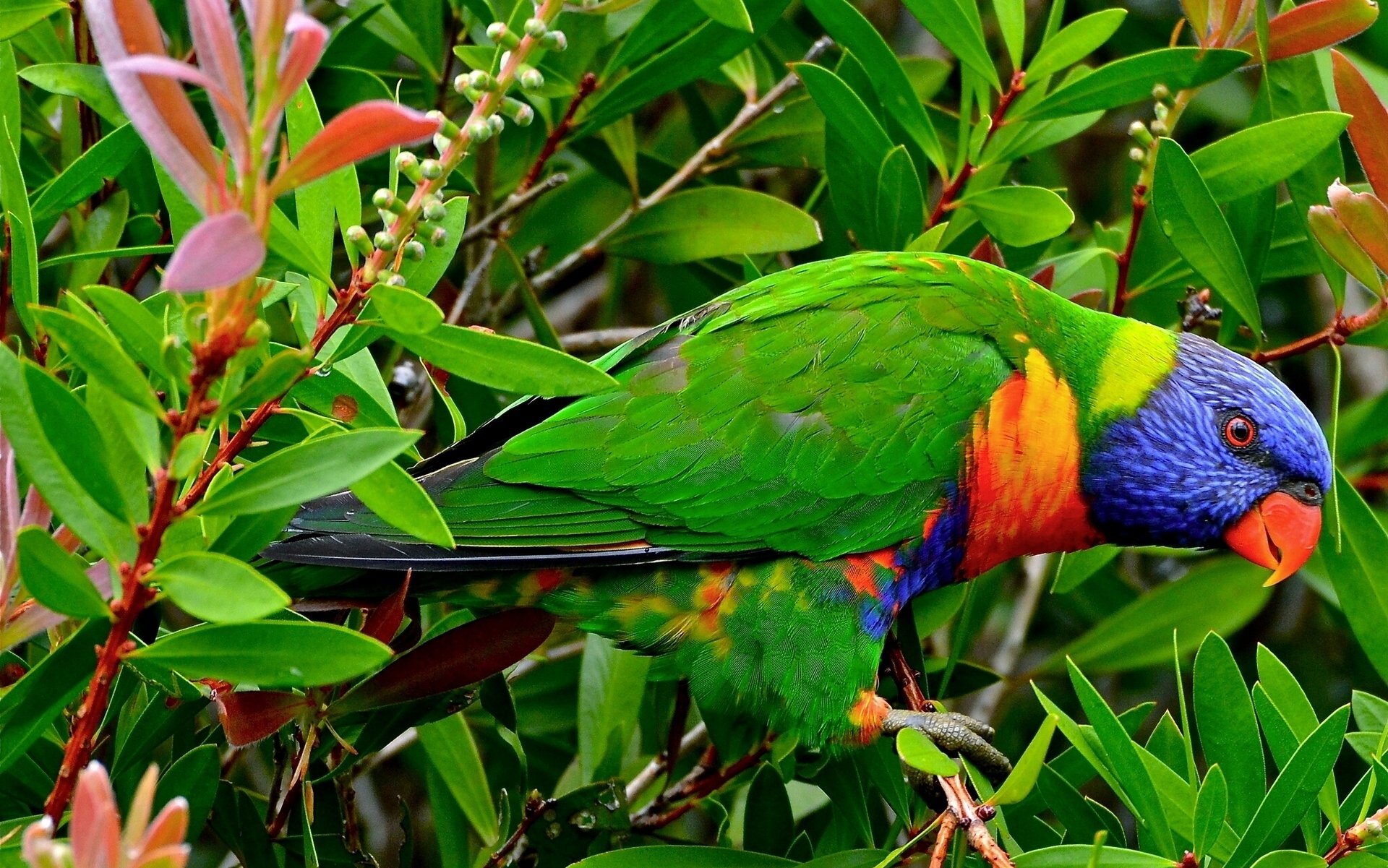 lorichetto multicolore pappagallo uccello rami foglie