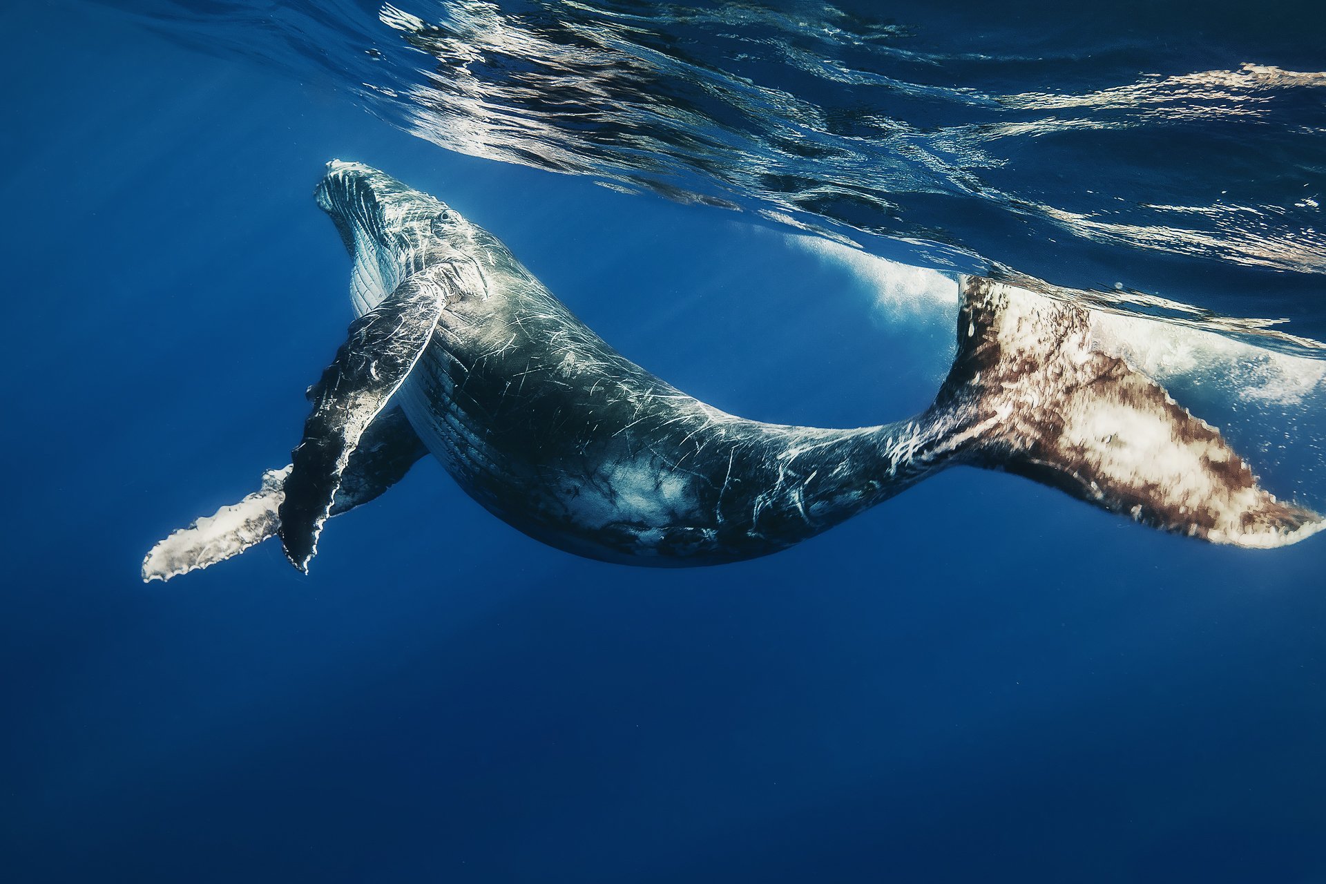 cucciolo di balena balena mare oceano mondo sottomarino