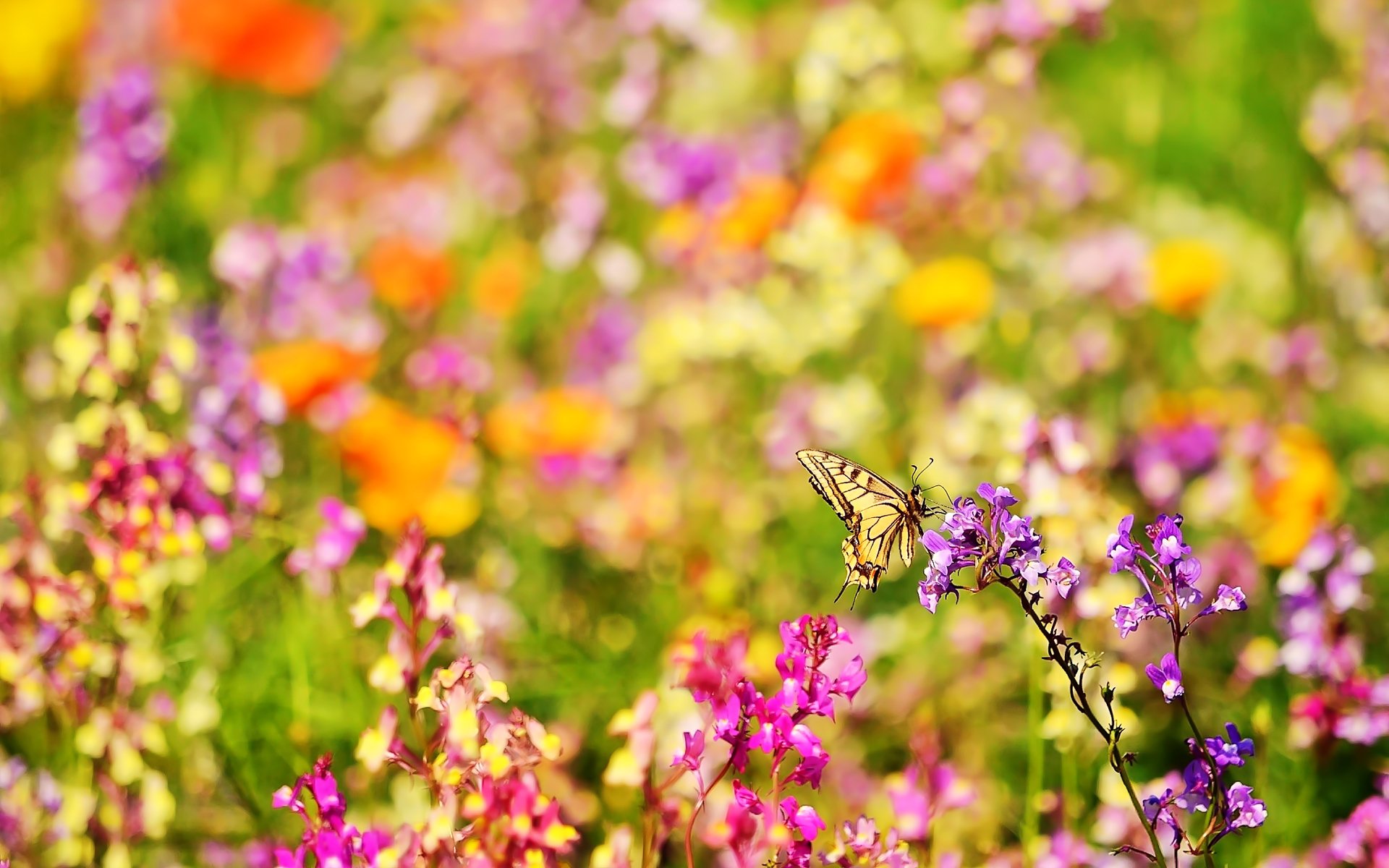 farfalla insetto fiori natura estate sfocatura luminoso bokeh