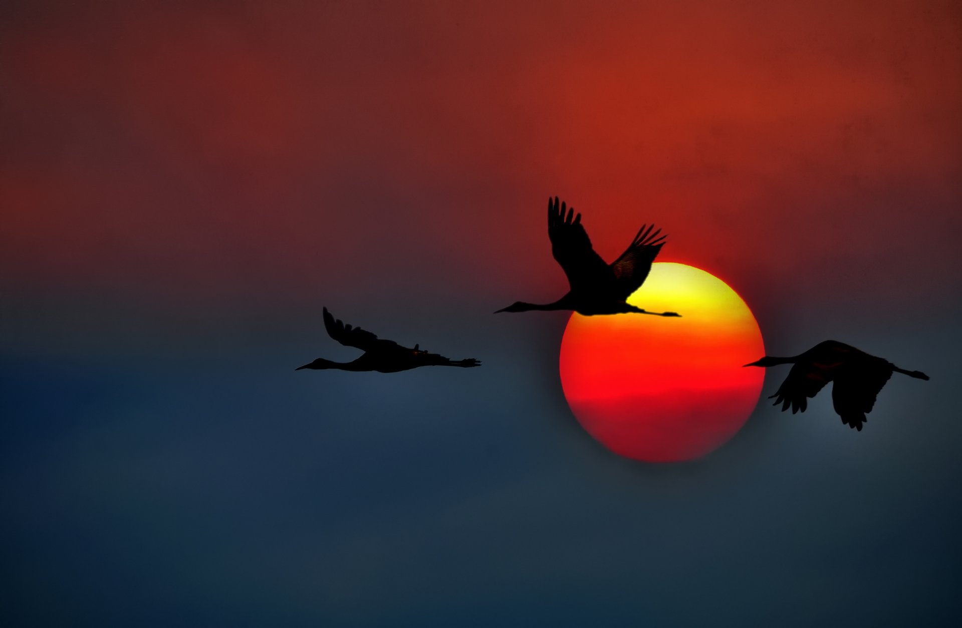 andhill crane crane california united states sun sunset sky