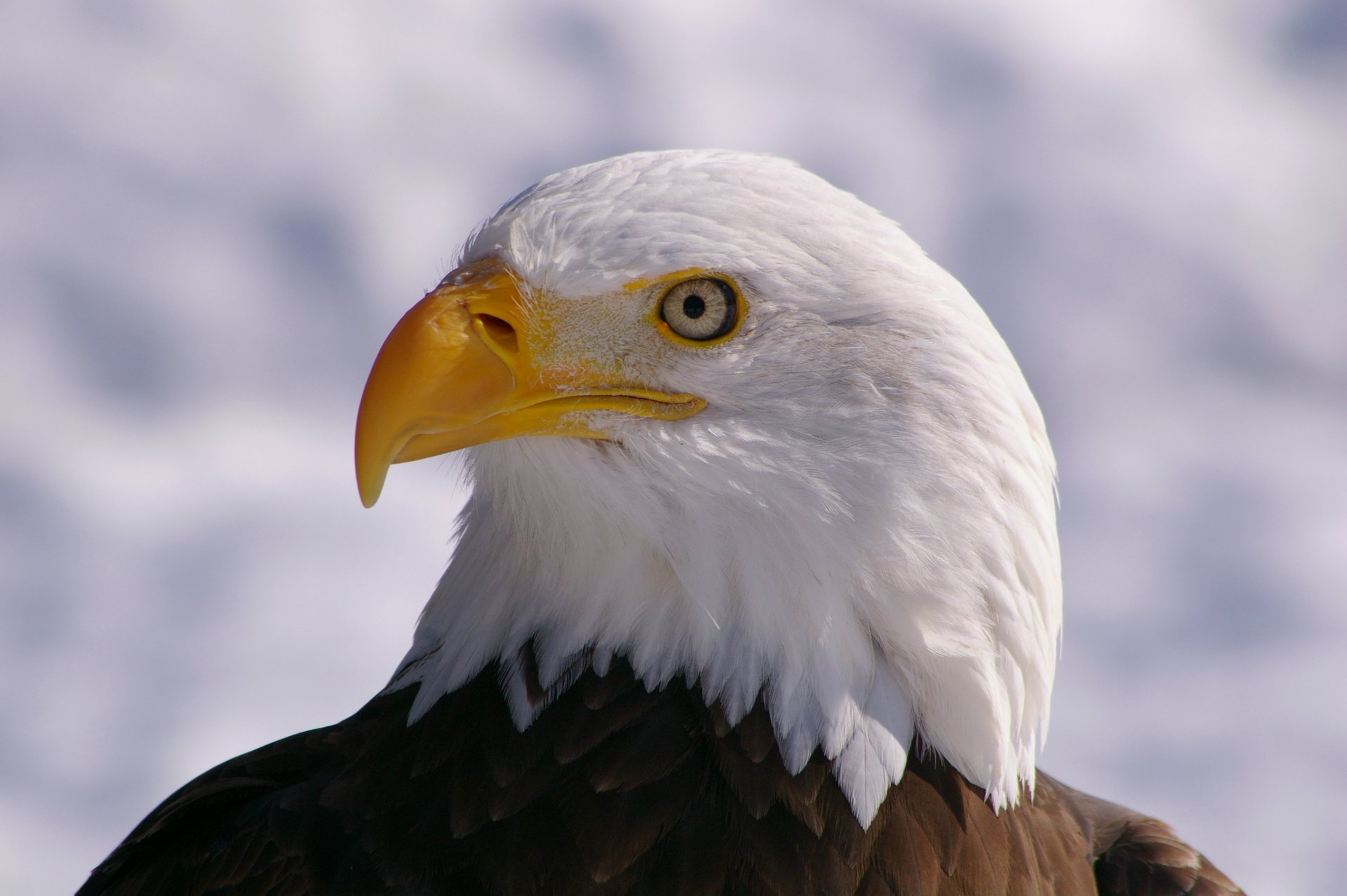 bird bald eagle view profile