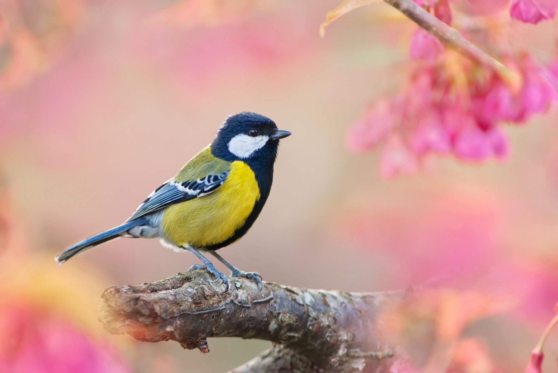 meise vogel zweig