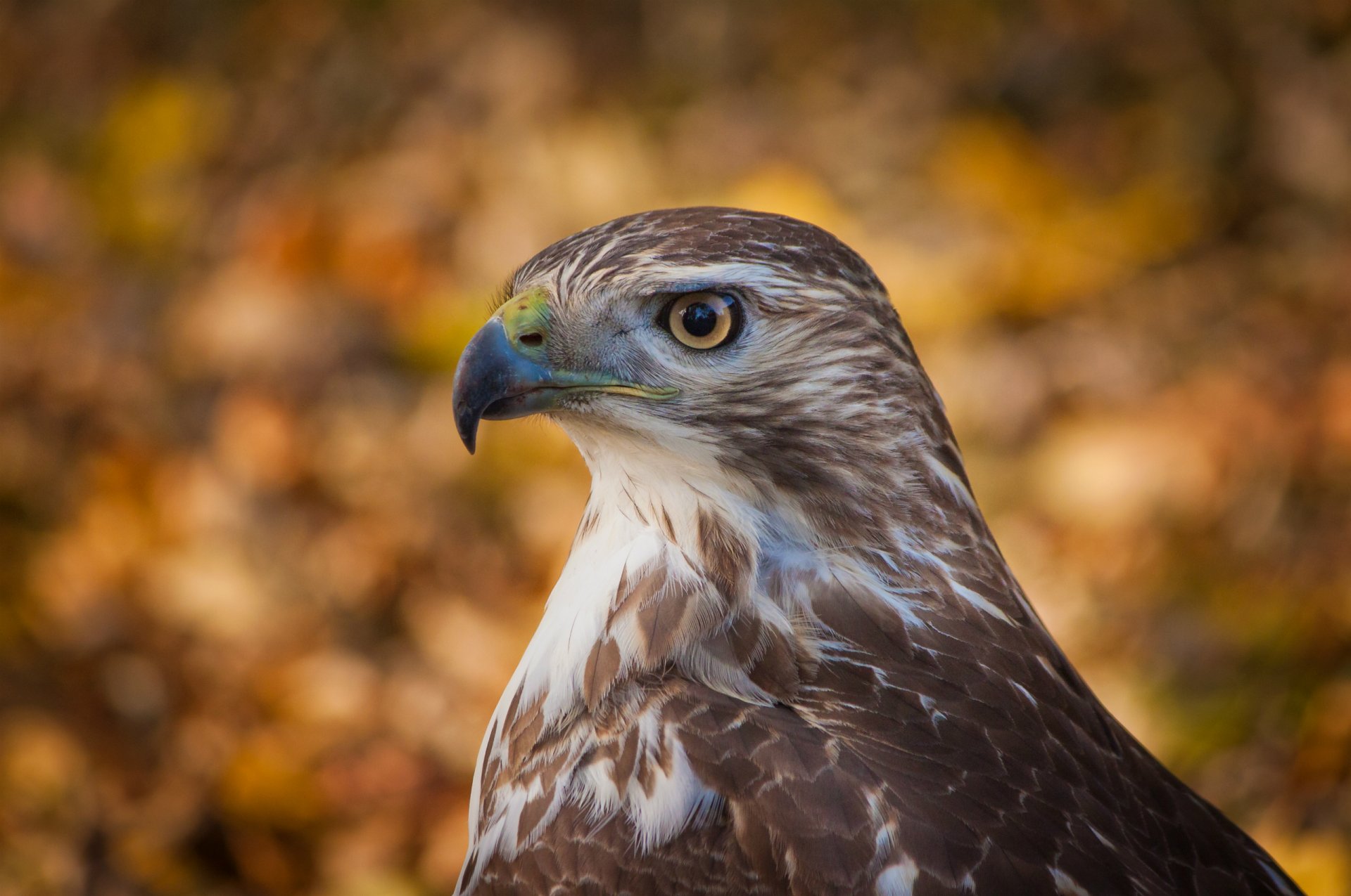 jastrząb ptak profil wygląd tło bokeh