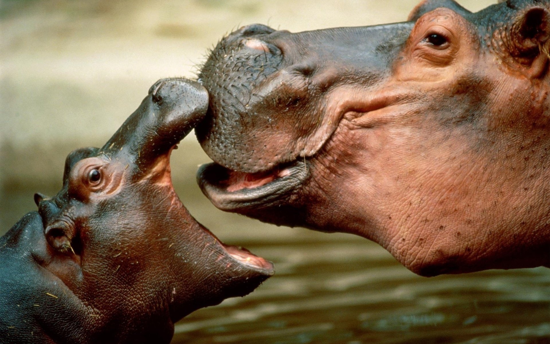 ippopotamo ippopotamo femmina cucciolo muso