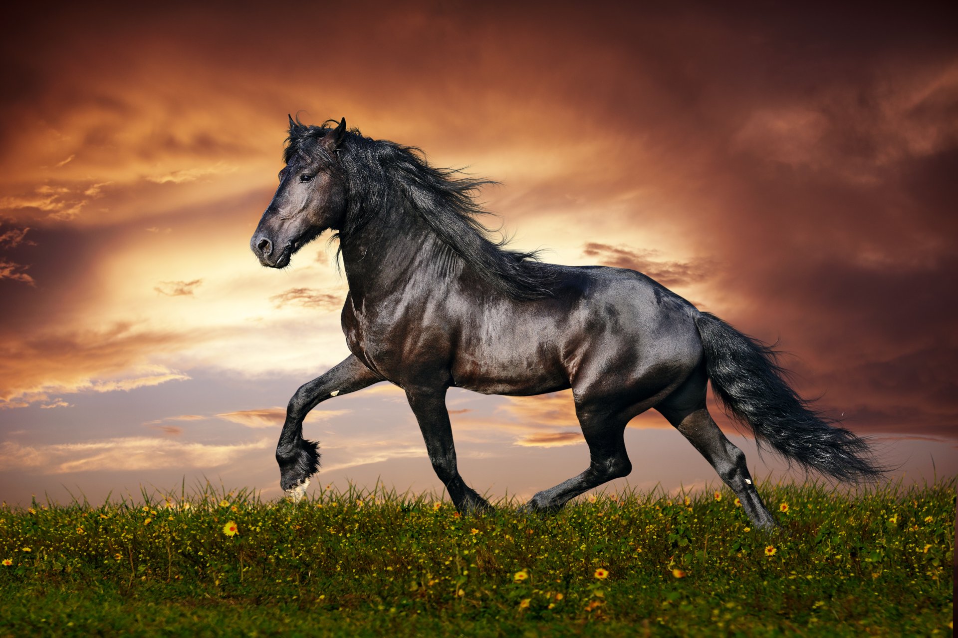 horse running freedom sunset grass flower