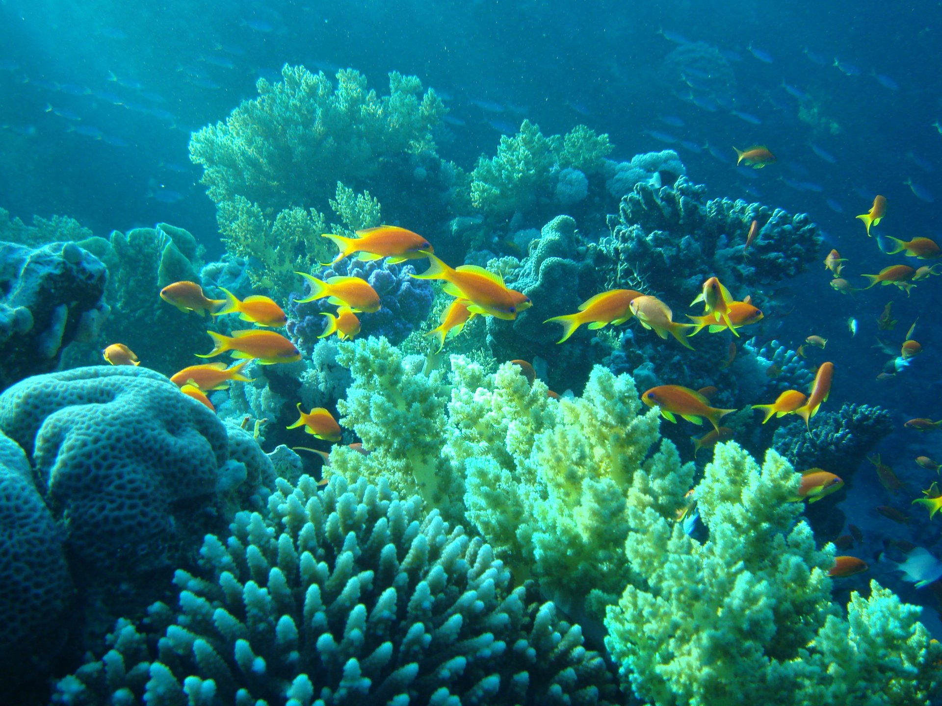 peces corales mundo submarino agua egipto