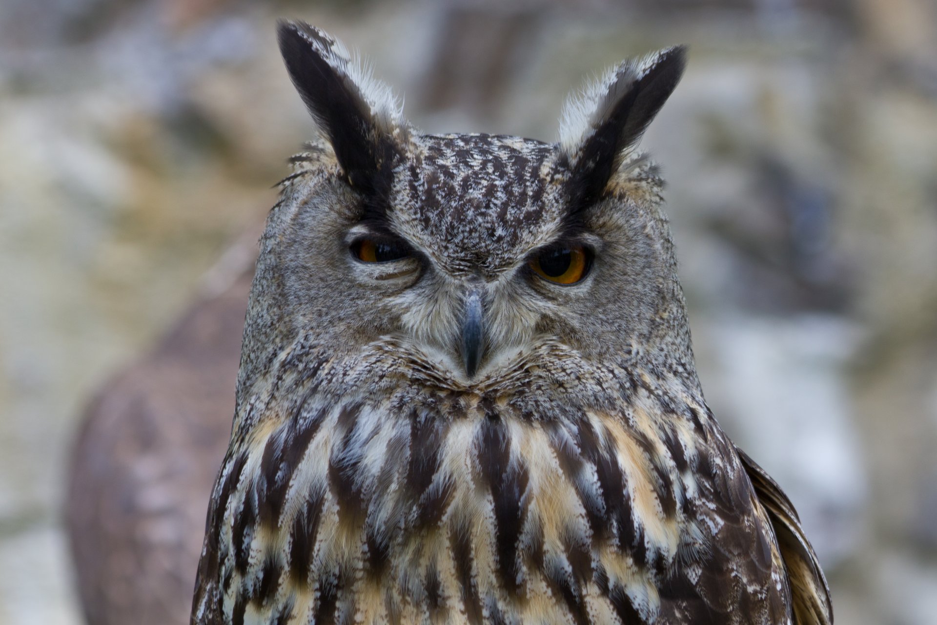 eule eule vogel kopf gefieder schielen