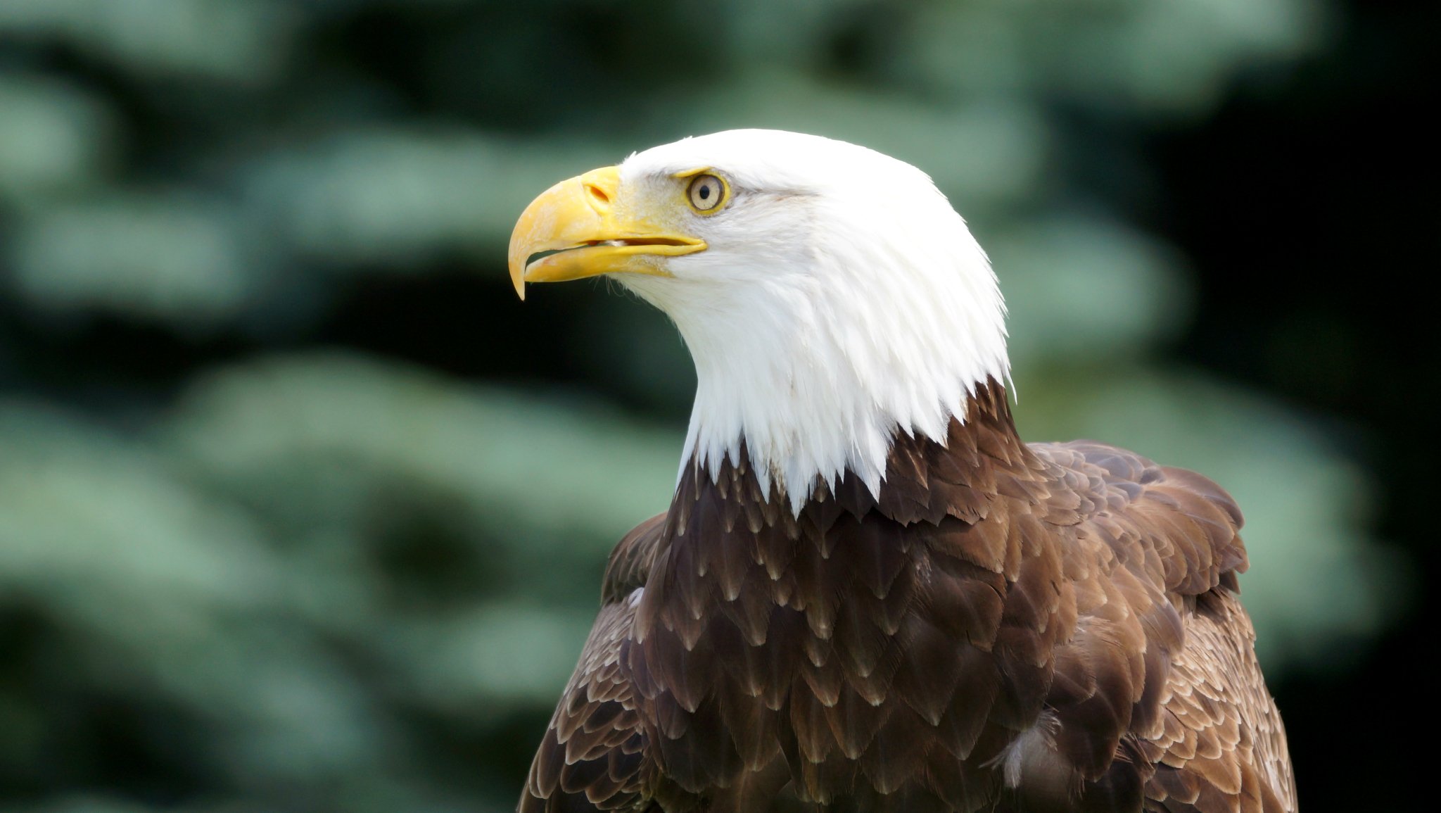 vogel weißkopfseeadler ansicht profil