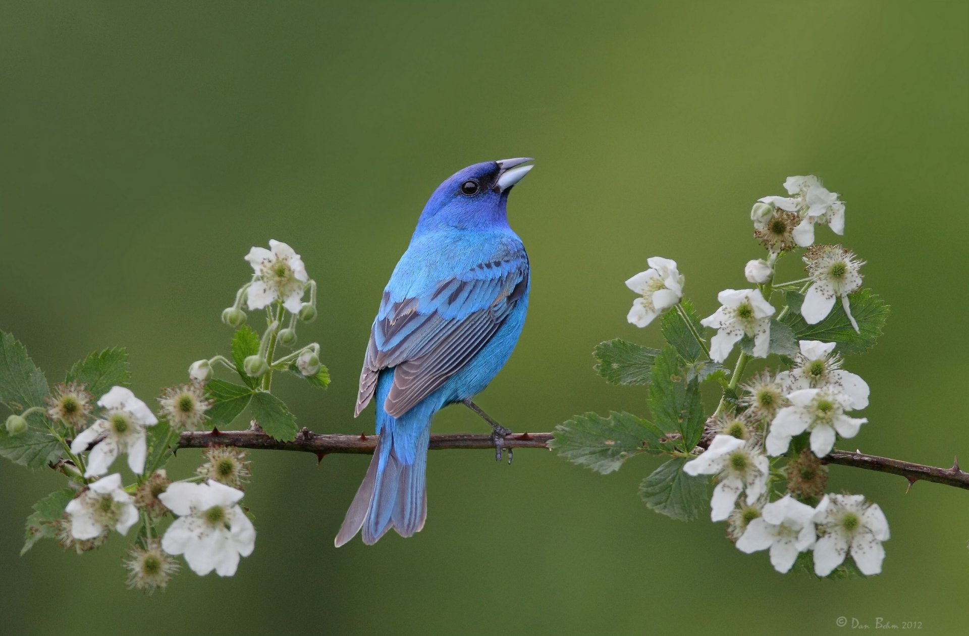 indigo emberizidae cardinal branch bloom poultry