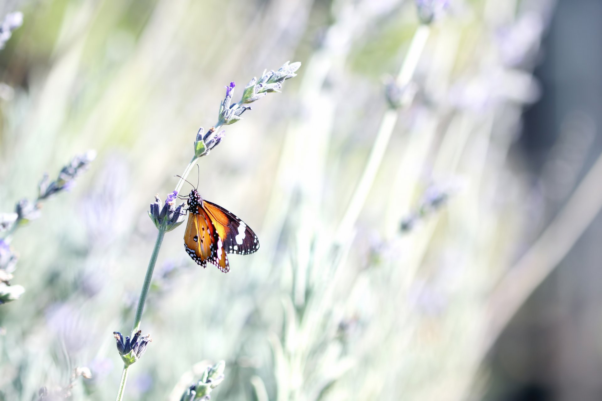 motyl owad lawenda kwiat łodyga lato natura bokeh makro