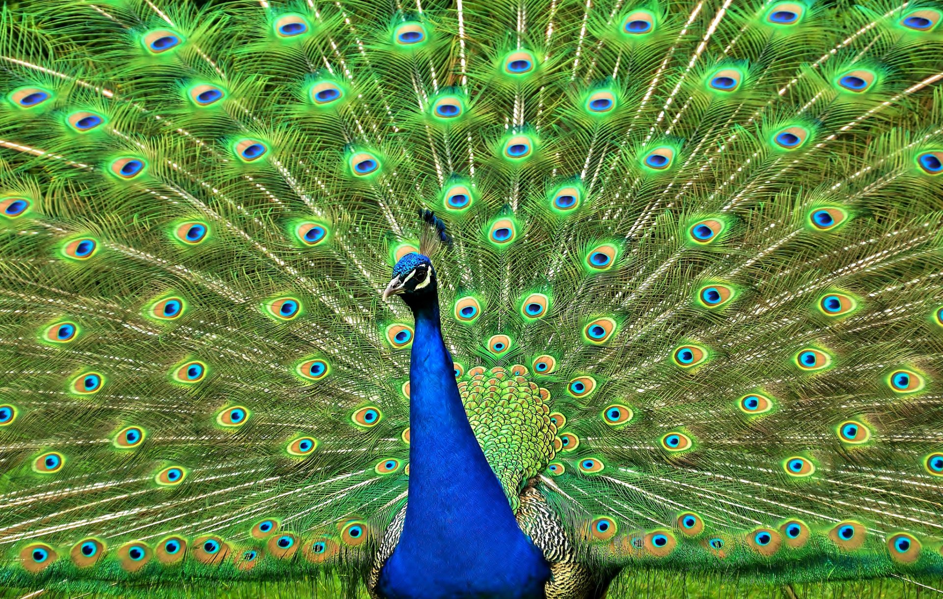 peacock tail feathers poultry