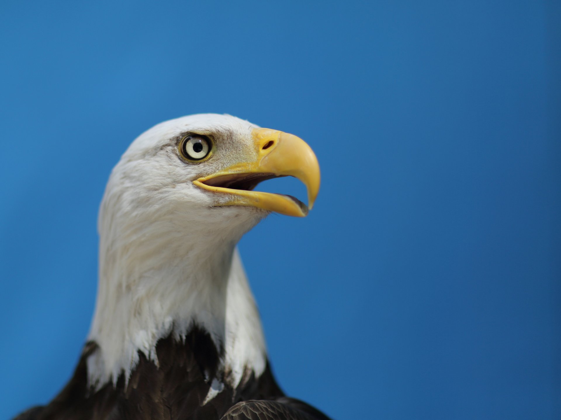 bald eagle eagle bird look profile sky blue sky