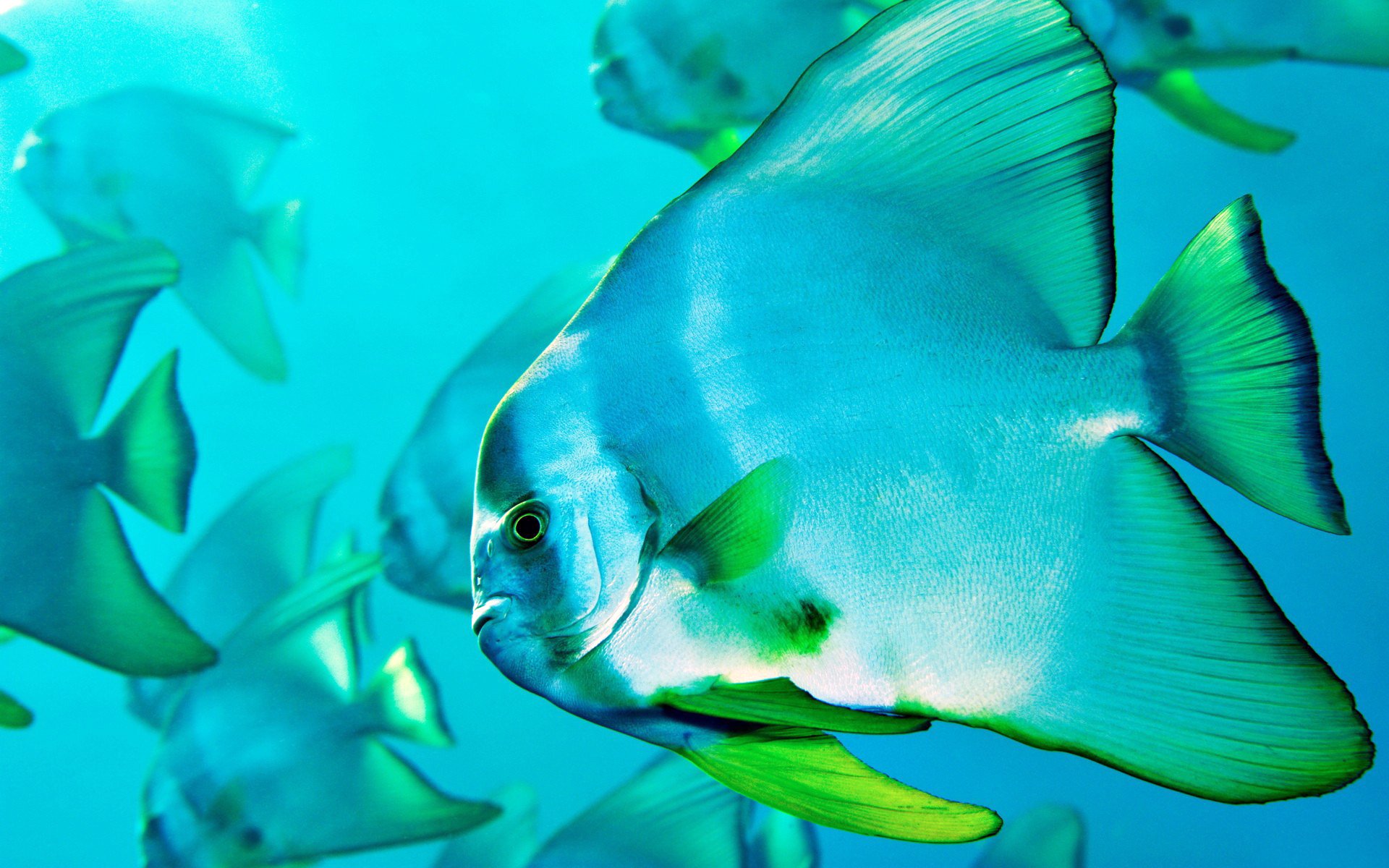 mar océano bandada peces aletas cola