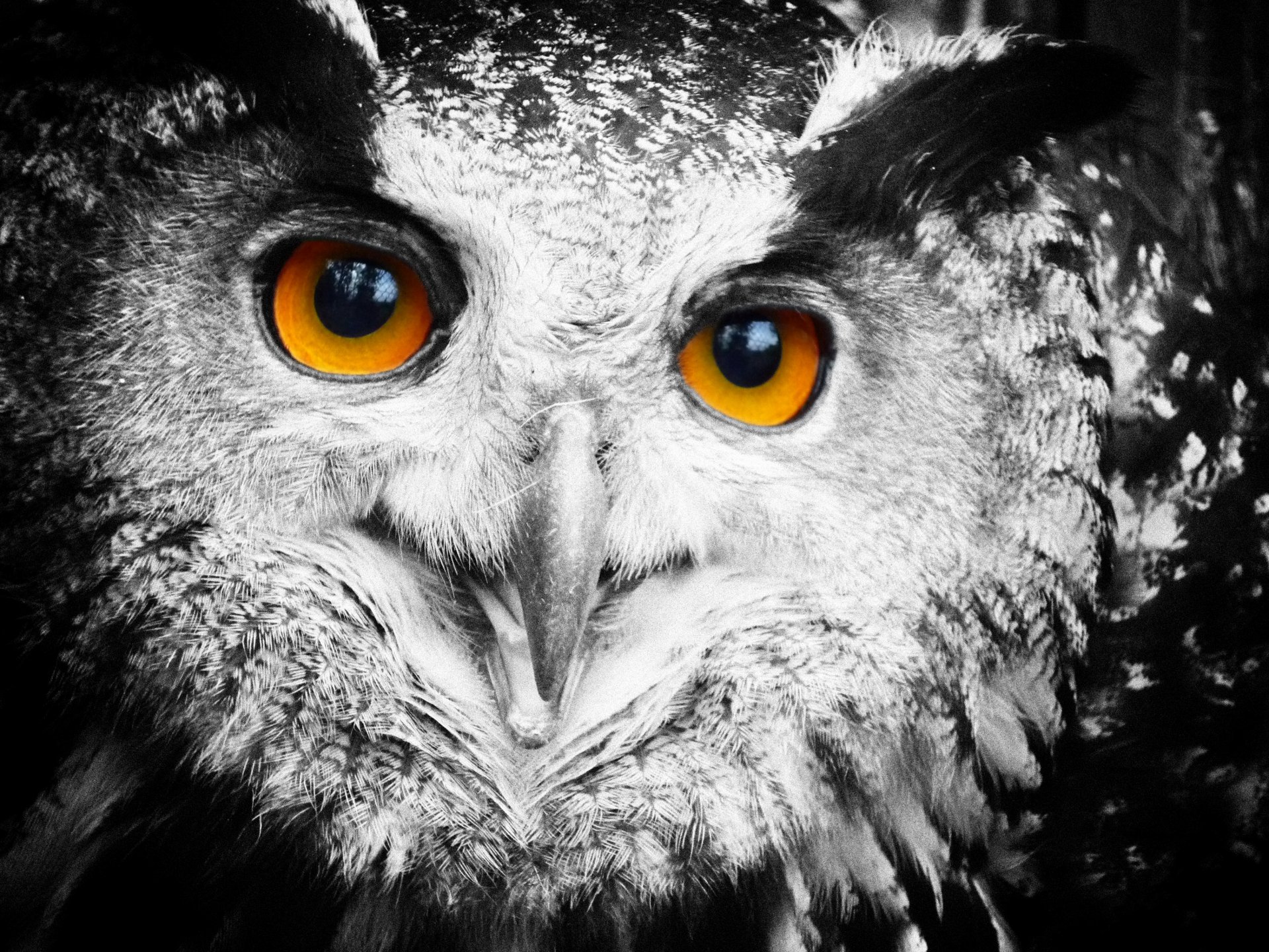 hibou hibou yeux plumes